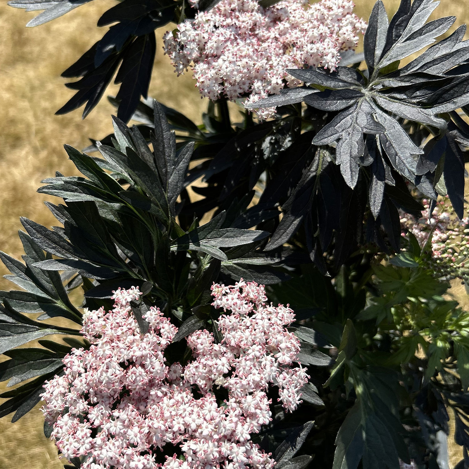 Schwarzer Holunder 'Laced Up' Liefergröße: 40 - 60 cm