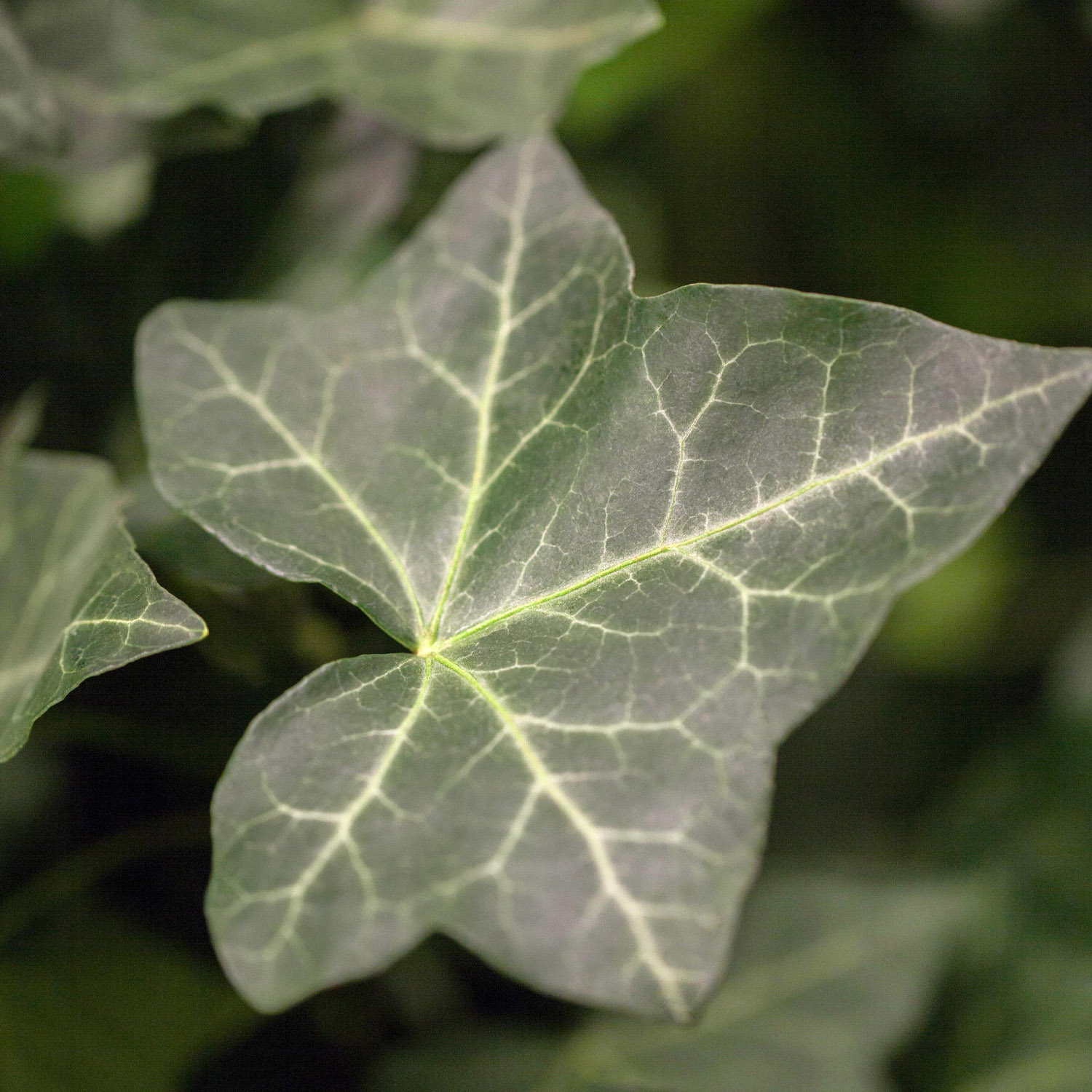 Kategorie <b>Kletterpflanzen </b> - Großblättriger Irischer Efeu, 0,5 Liter, 15 - 20 cm Liefergröße: 15 - 20 cm - Hedera helix hibernica