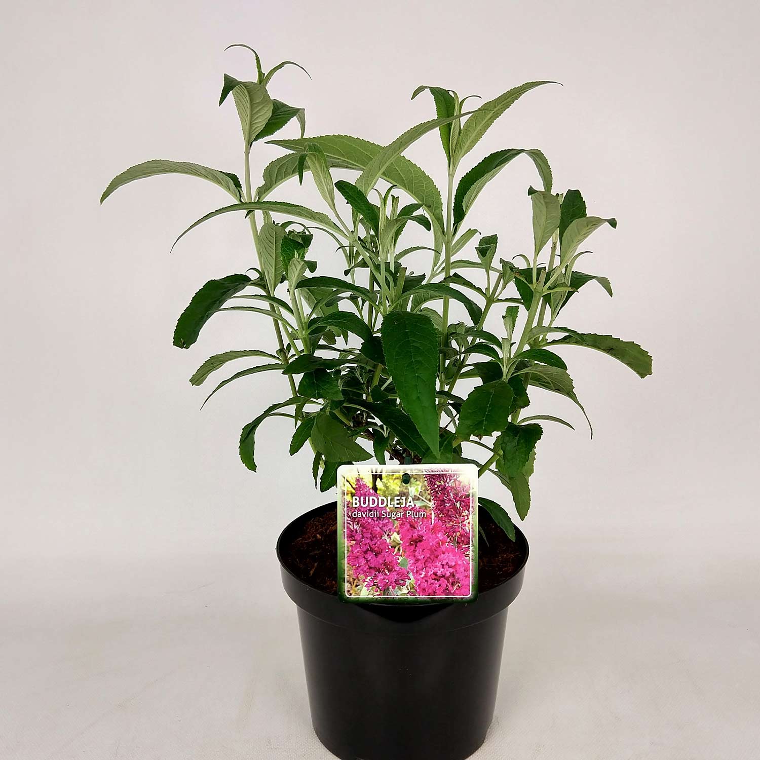 Sommerflieder 'Sugar Plum®' Lieferform: Im 3 Liter Topf