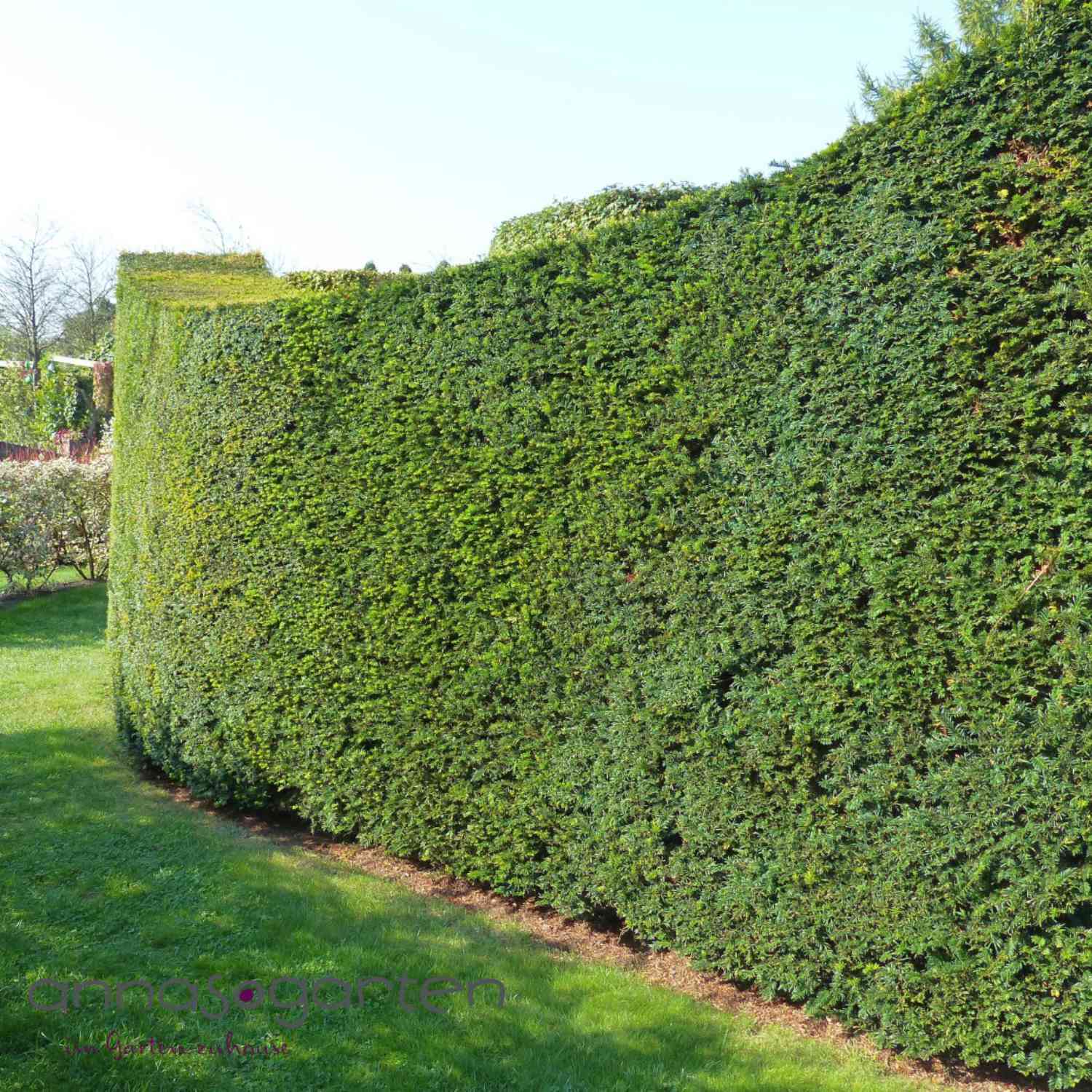 Europäische Eibe Europäische Eibe