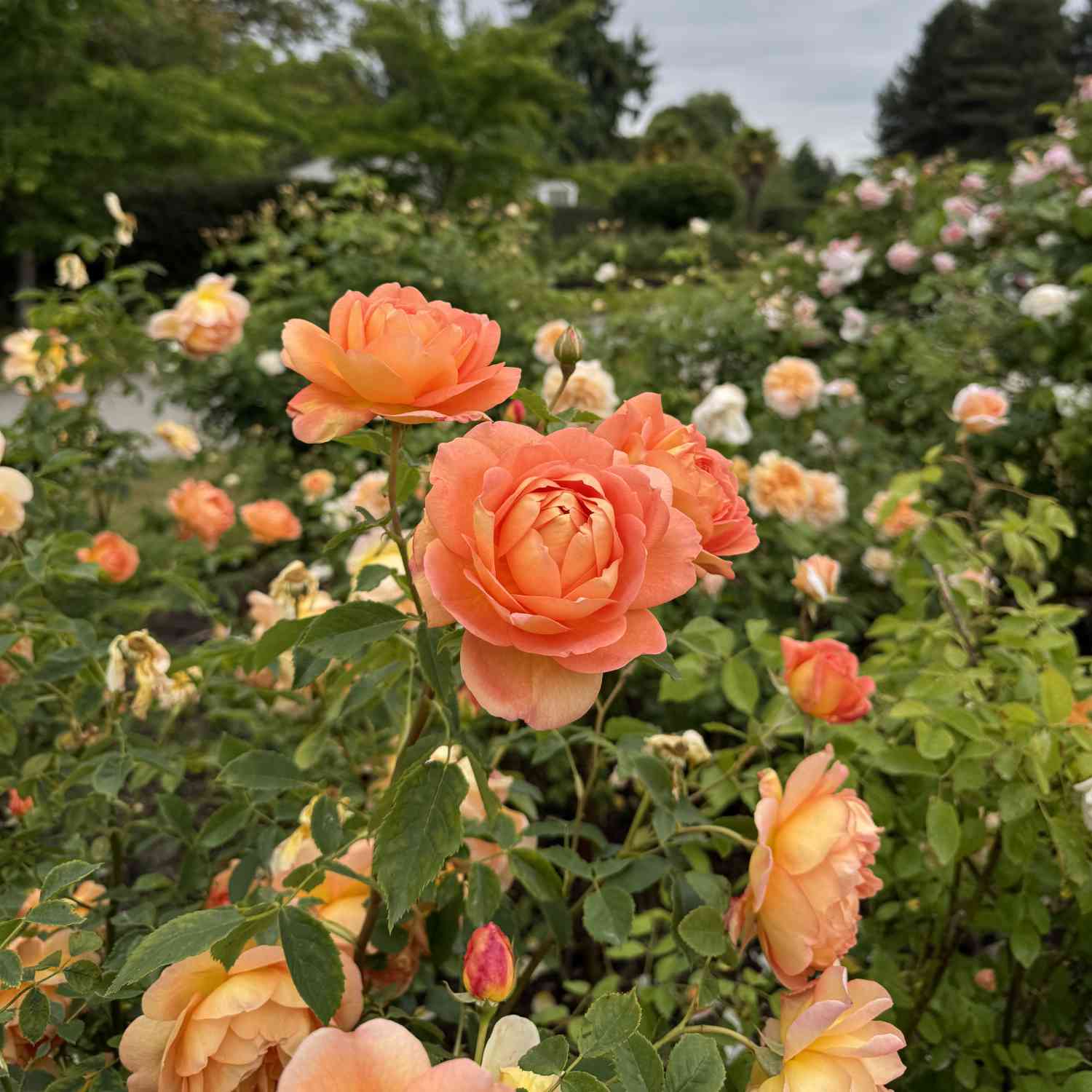 David Austin-Rose 'Lady of Shalott®' - AGM-Rose