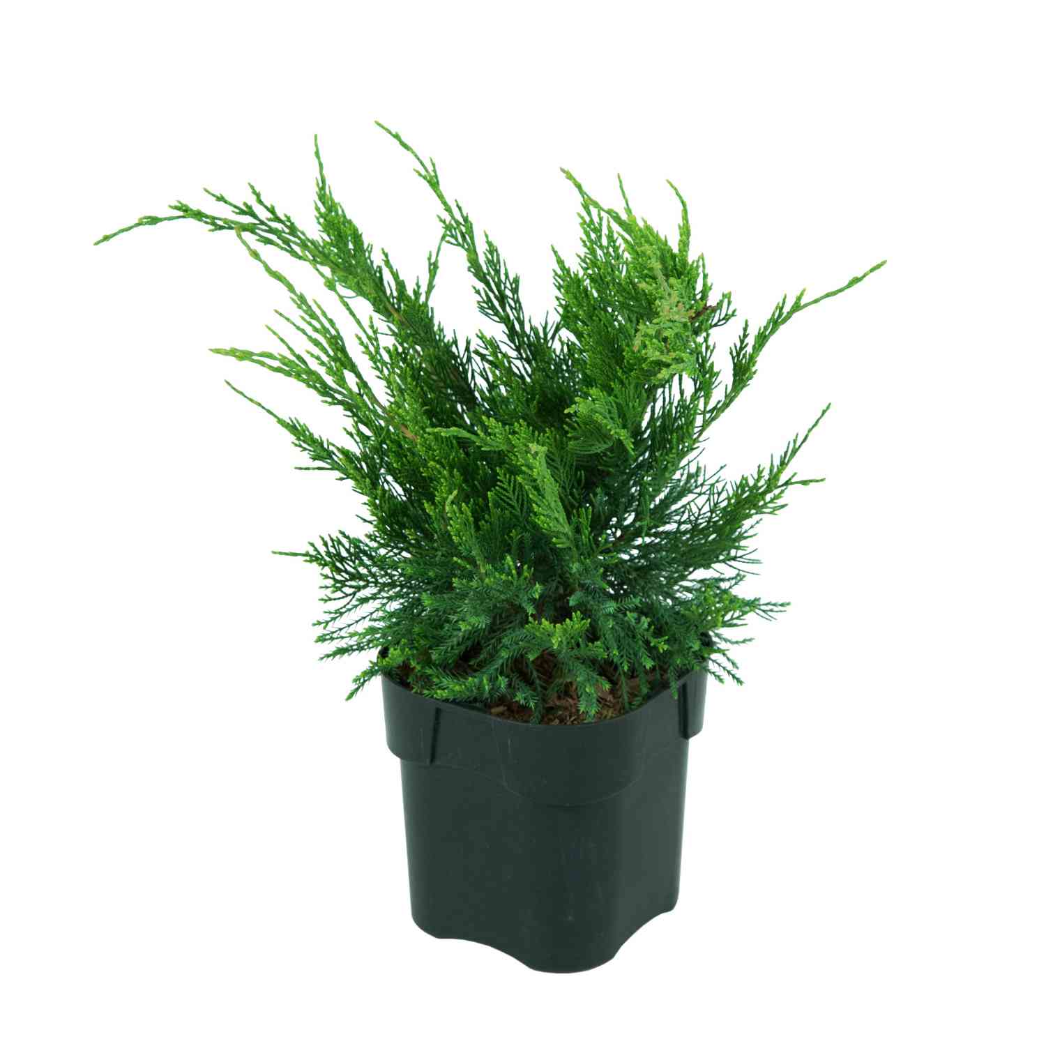 Strauchwacholder 'Mint Julep' Strauchwacholder 'Mint Julep'