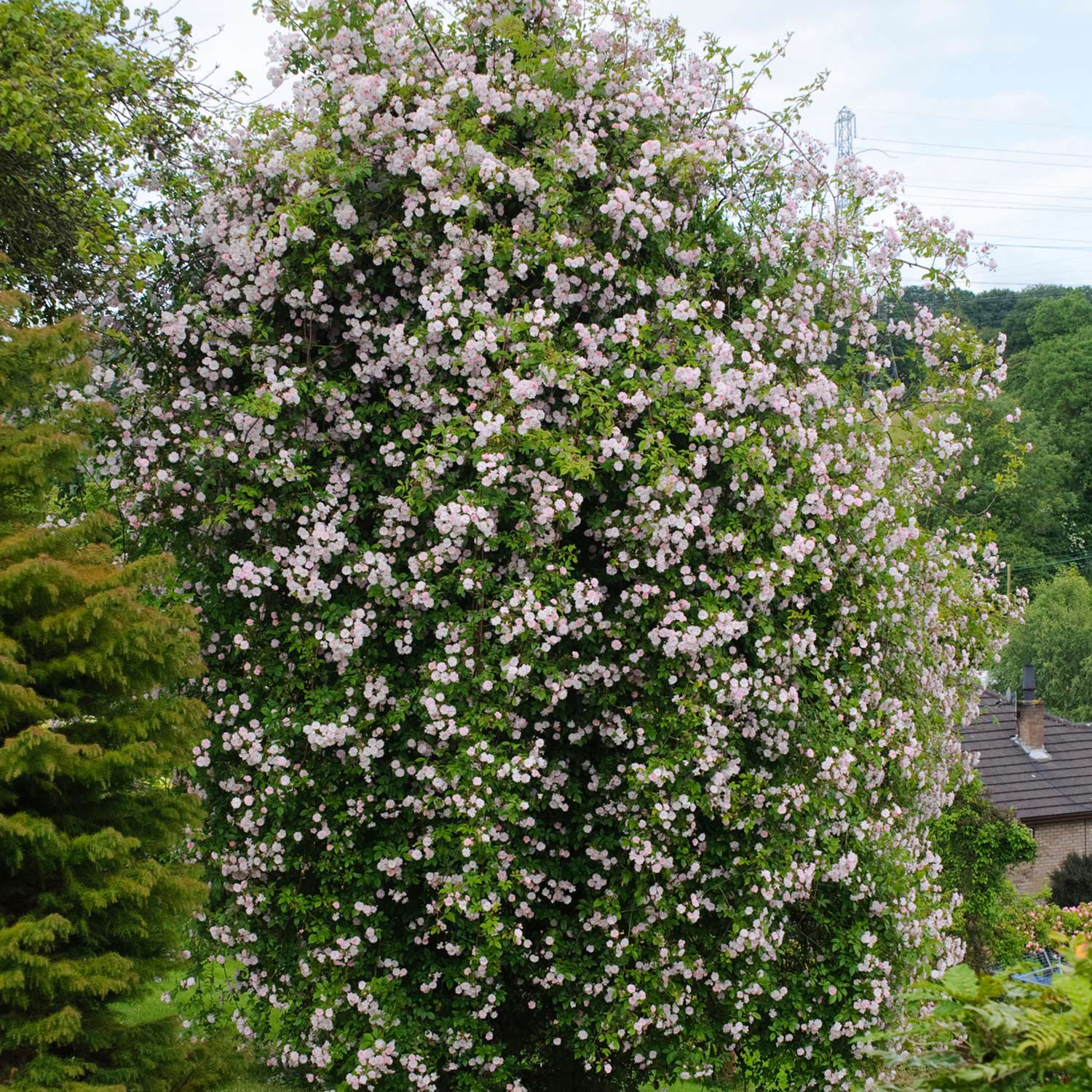 Ramblerrose 'Paul's Himalayan Musk®', Wurzelnackte Pflanze, A-Qualität, 2 - 3 starke Triebe Liefergröße: mind. 3 starke Triebe