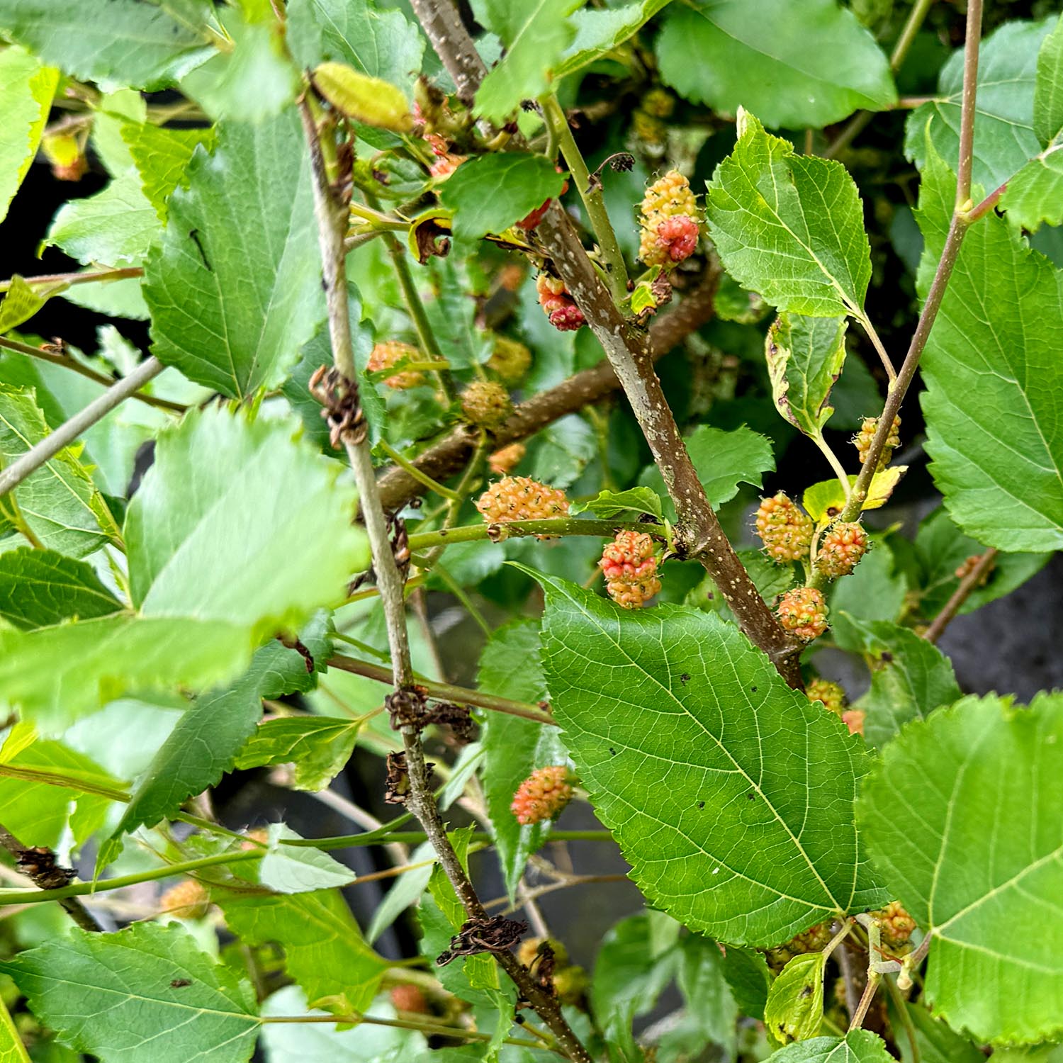 Maulbeere 'Bombyx® Sisiphus Everbearing' Maulbeere 'Bombyx® Sisiphus Everbearing'