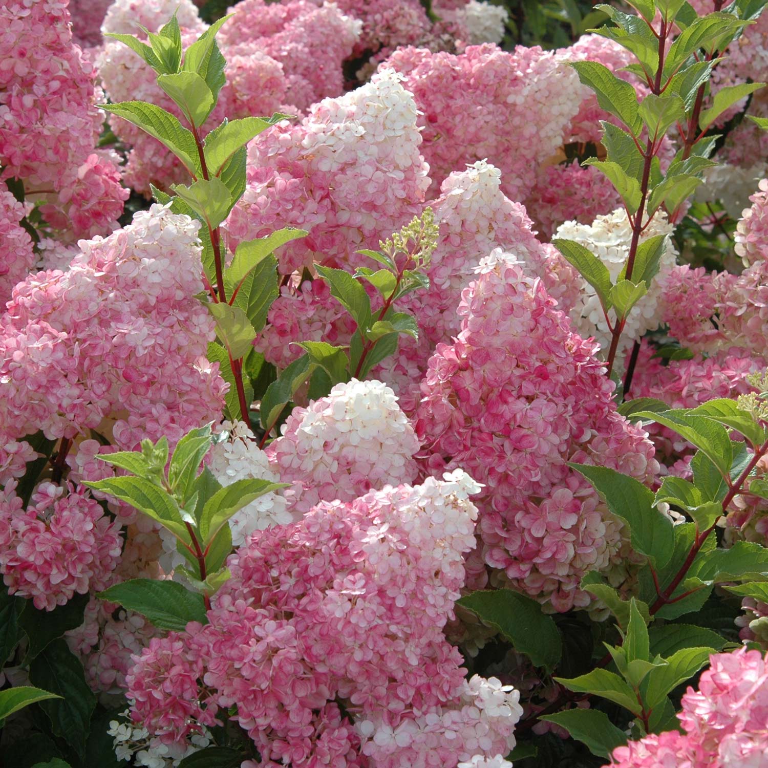 Rispenhortensie 'Vanille-Fraise®', 5 Liter, 40 - 60 cm Liefergröße: 40 - 60 cm