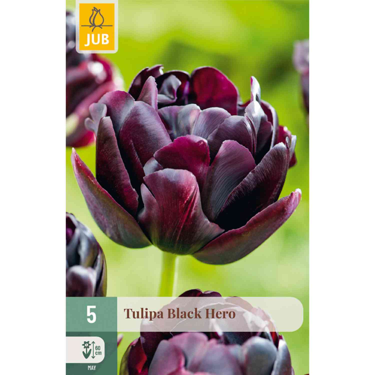 Gefüllte späte Tulpe 'Black Hero' - 5 Stück
