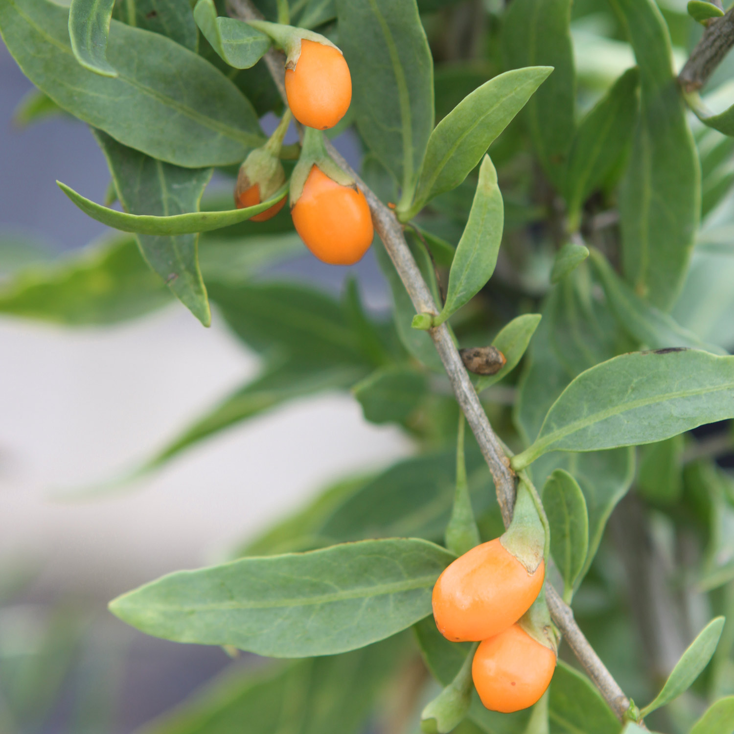 Goji-Beere 'Sweet Success®'