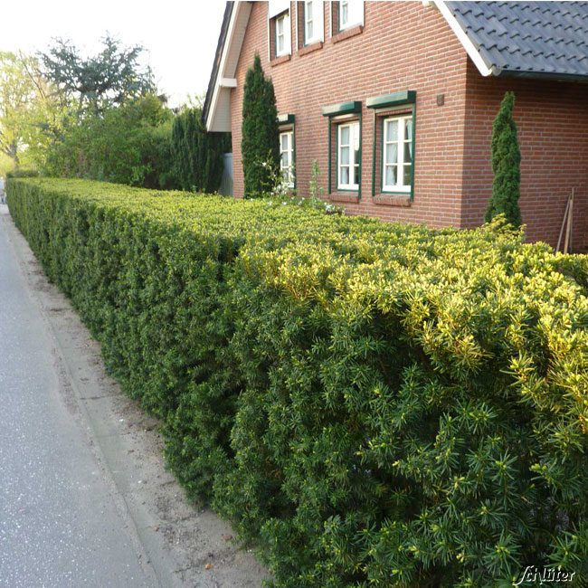 Kategorie <b>Produkt ohne Kategoriezuordnung </b> - Europäische Eibe C3-5 40 - 60 cm Liefergröße: 40 - 60 cm - Taxus baccata