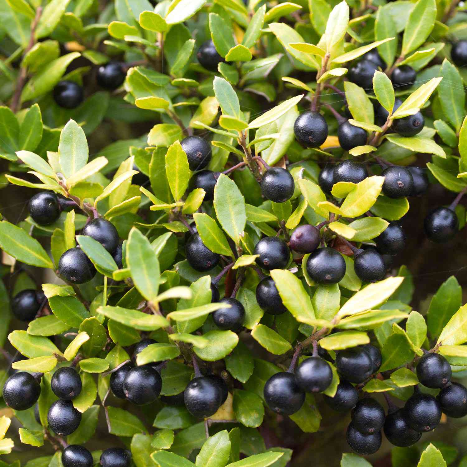 Niedriger Berg-Ilex 'Stokes'