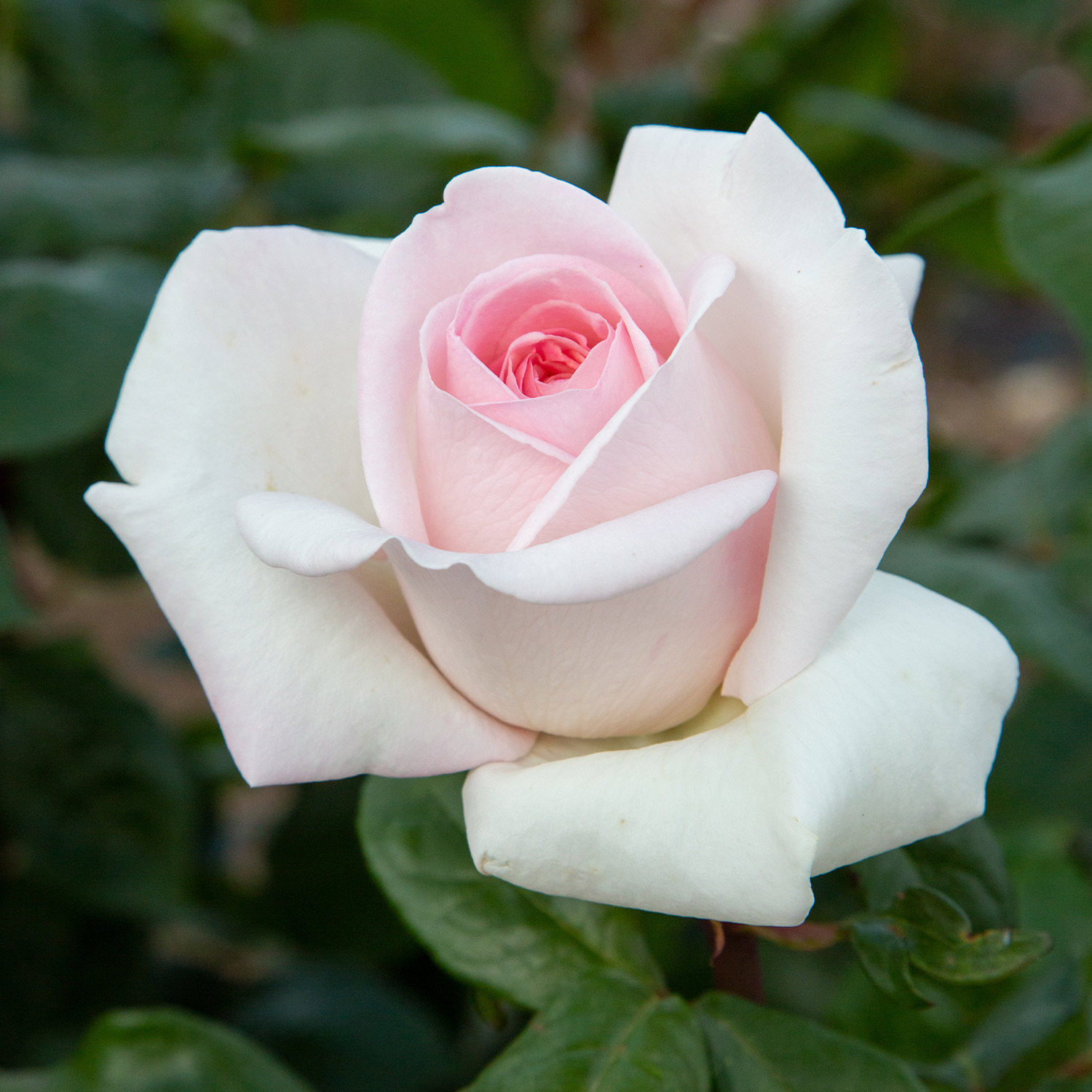 Edelrose 'Meilland® Schloss Ippenburg' Edelrose 'Meilland® Schloss Ippenburg'