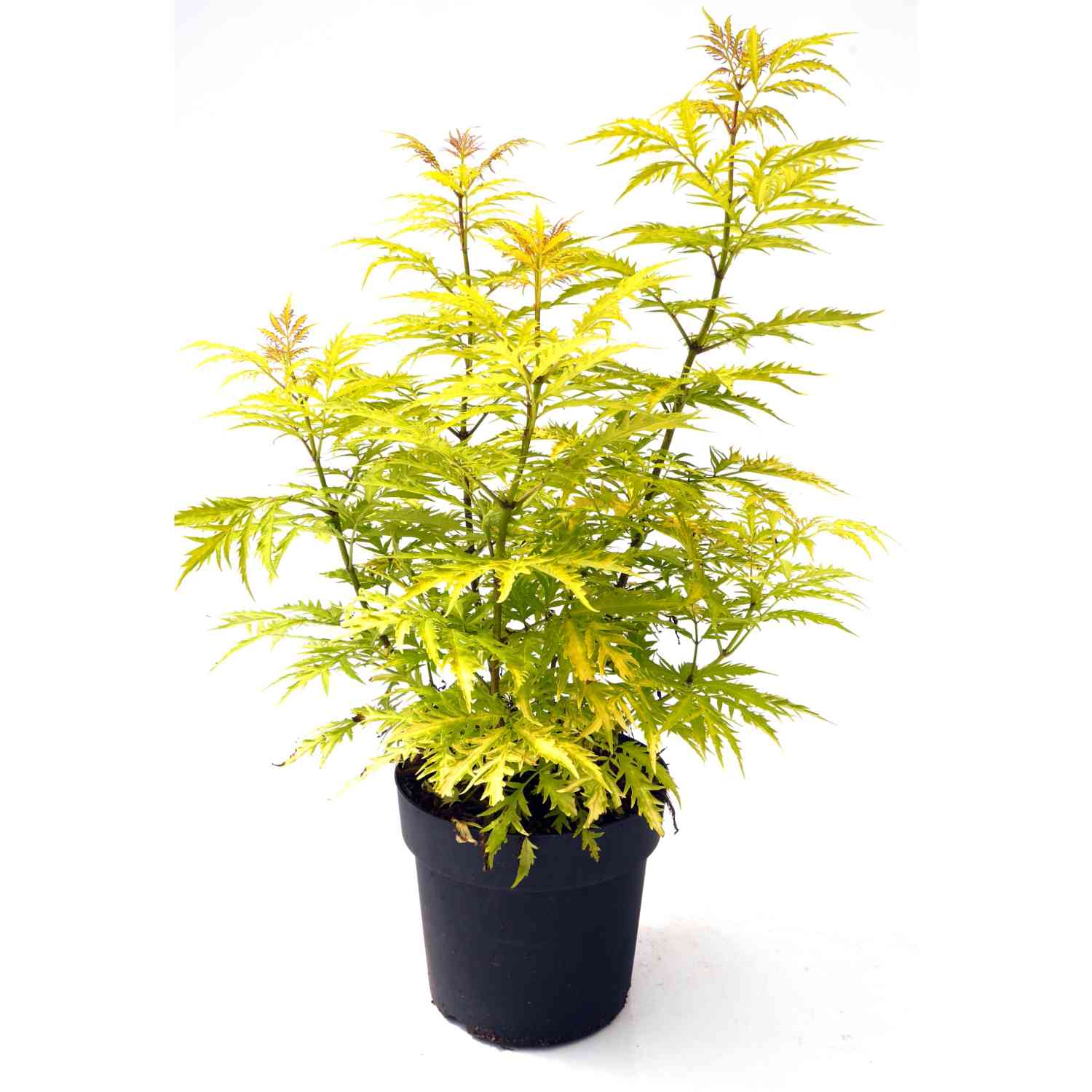 Trauben-Holunder 'Golden Lace'