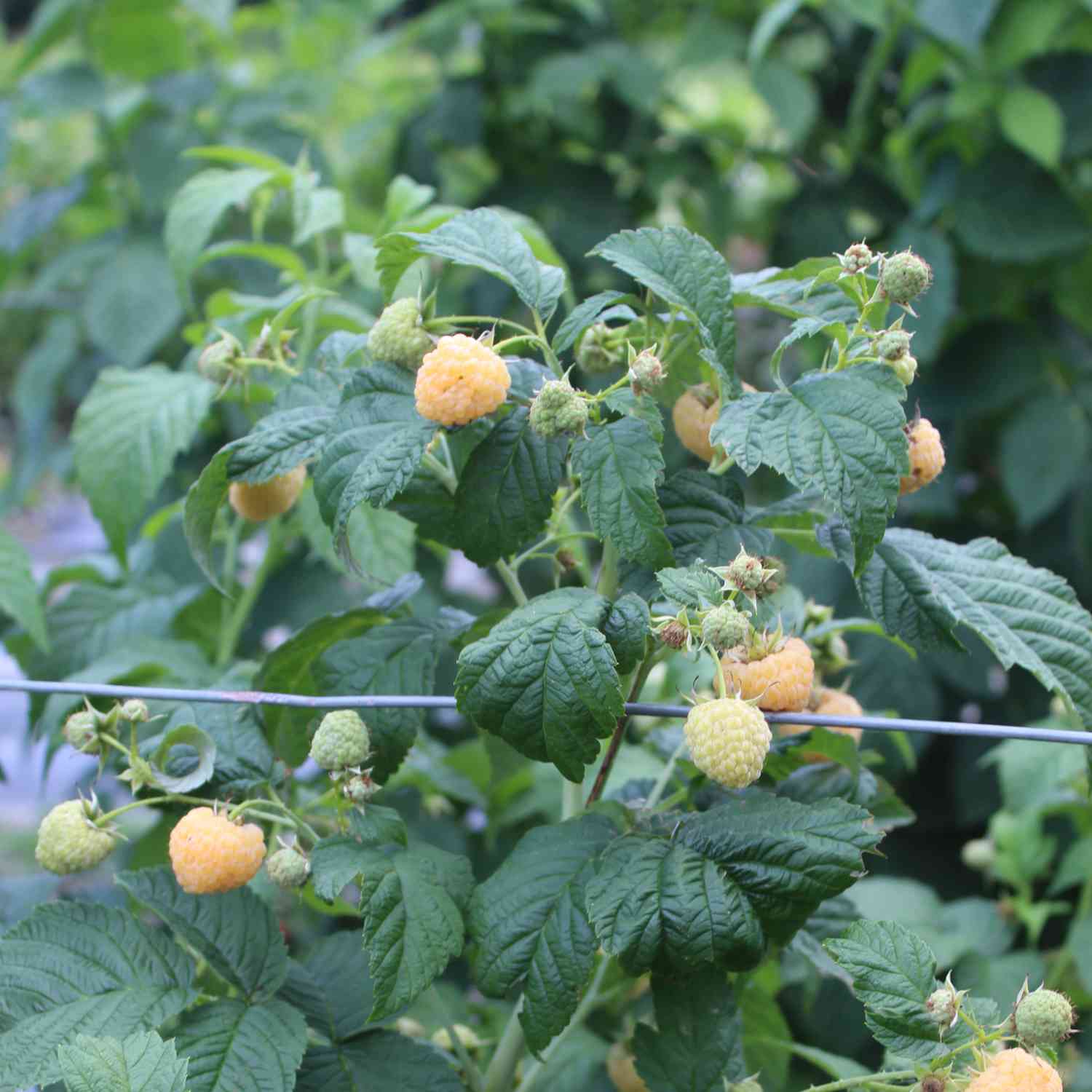 Zwerg-Herbsthimbeere Lowberry® 'Goodasgold®'