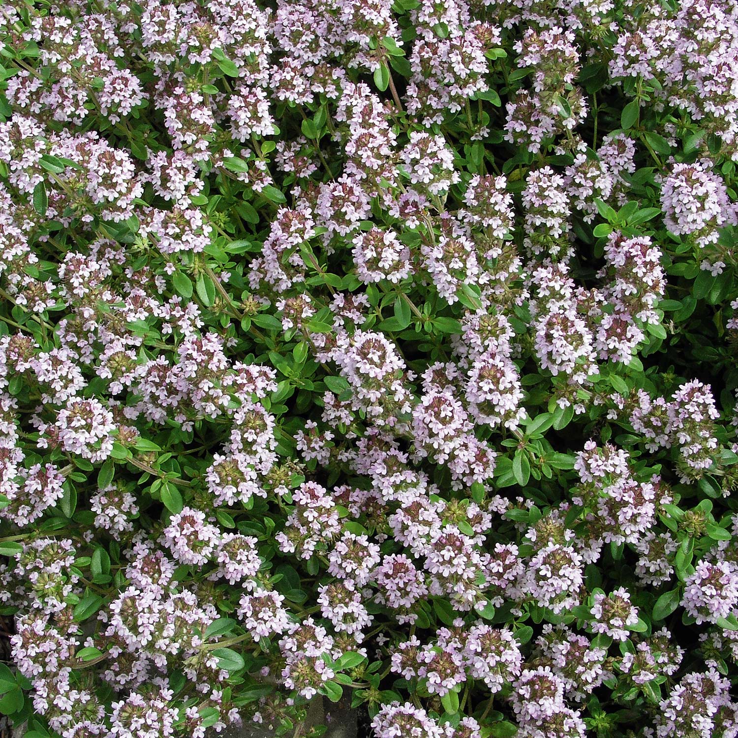Thymian 'Orange Scent' Lieferform: Im 9 cm Topf