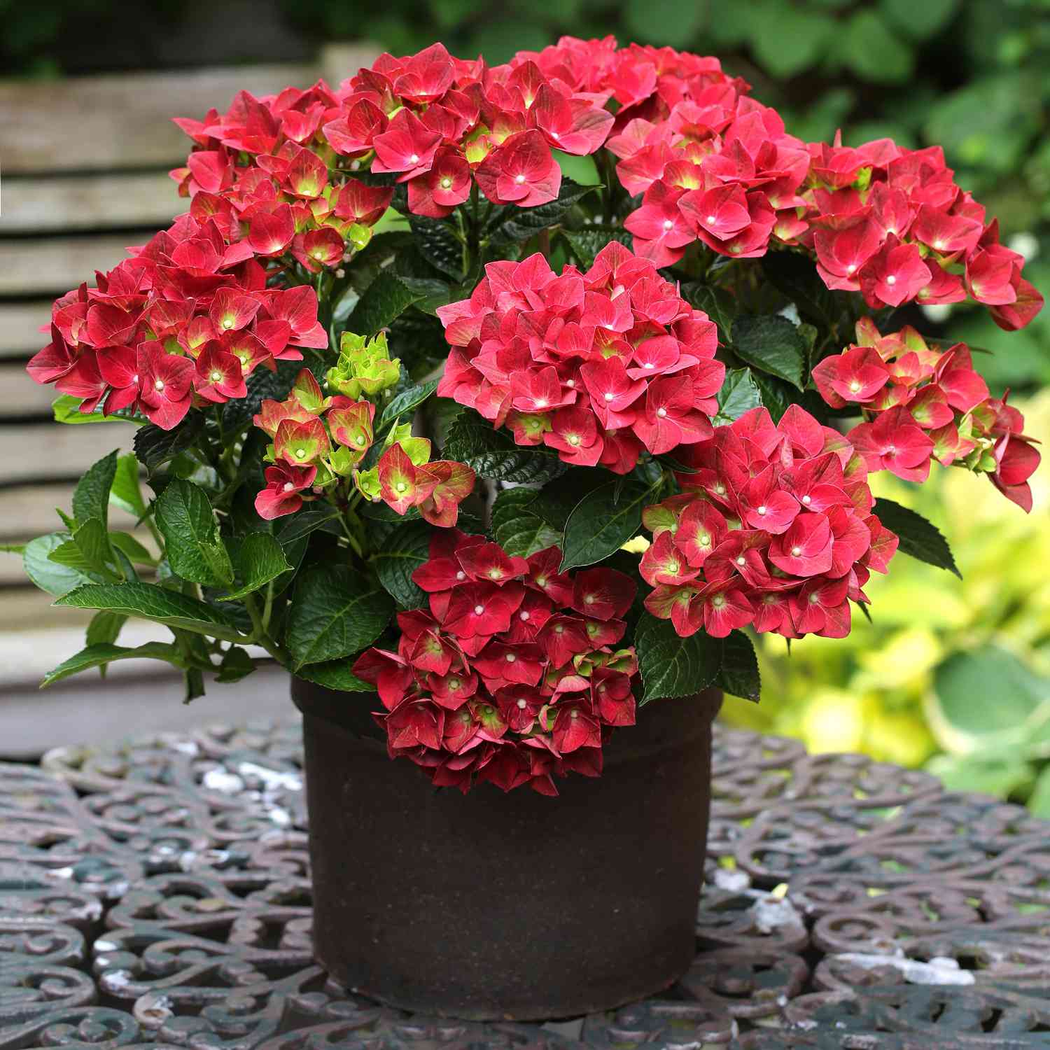 Gartenhortensie 'Green Shadow®'