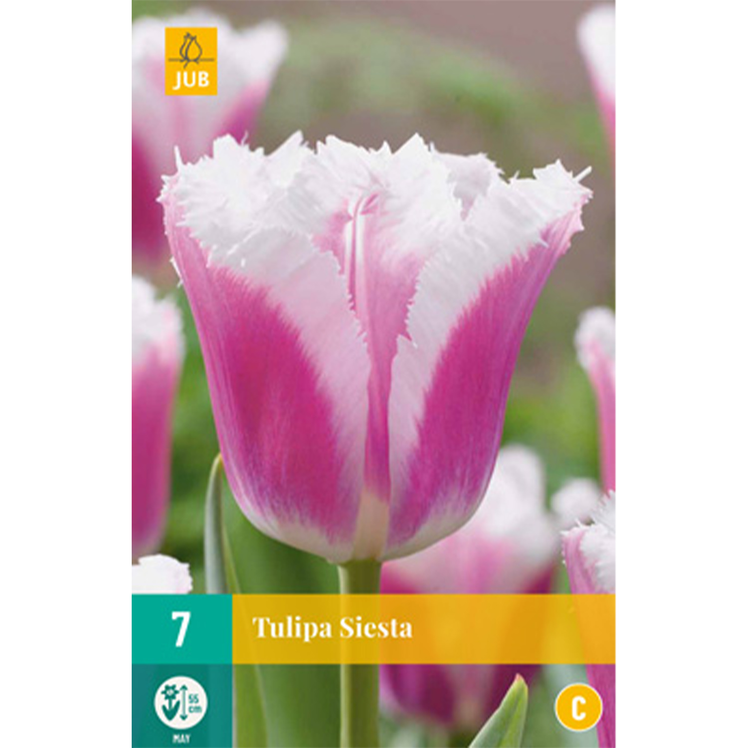 Gefranste Tulpe 'Siesta' - 7 Stück Liefergröße: Zwiebelgröße 11/12