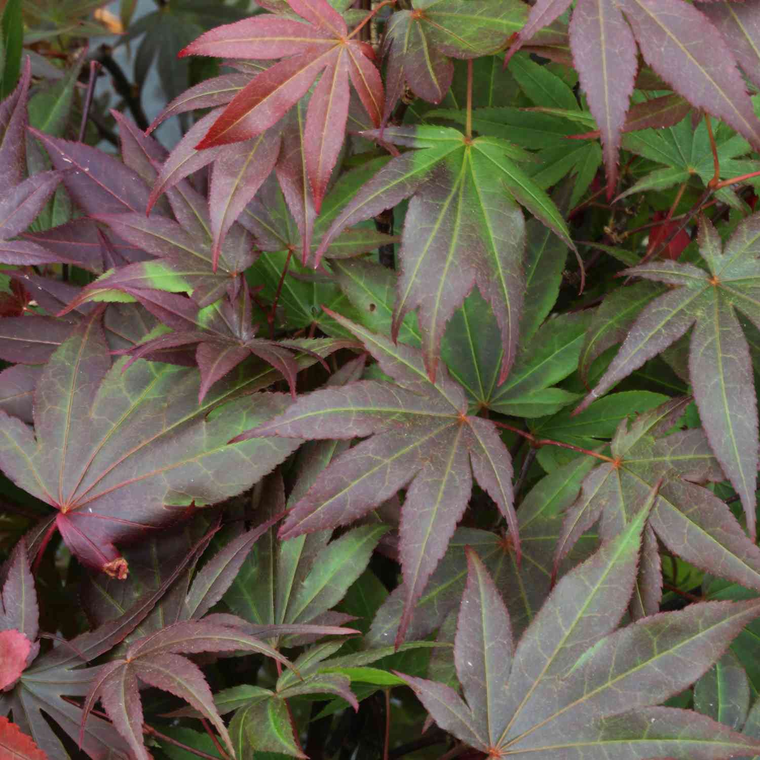 Roter Fächerahorn 'Atropurpureum'