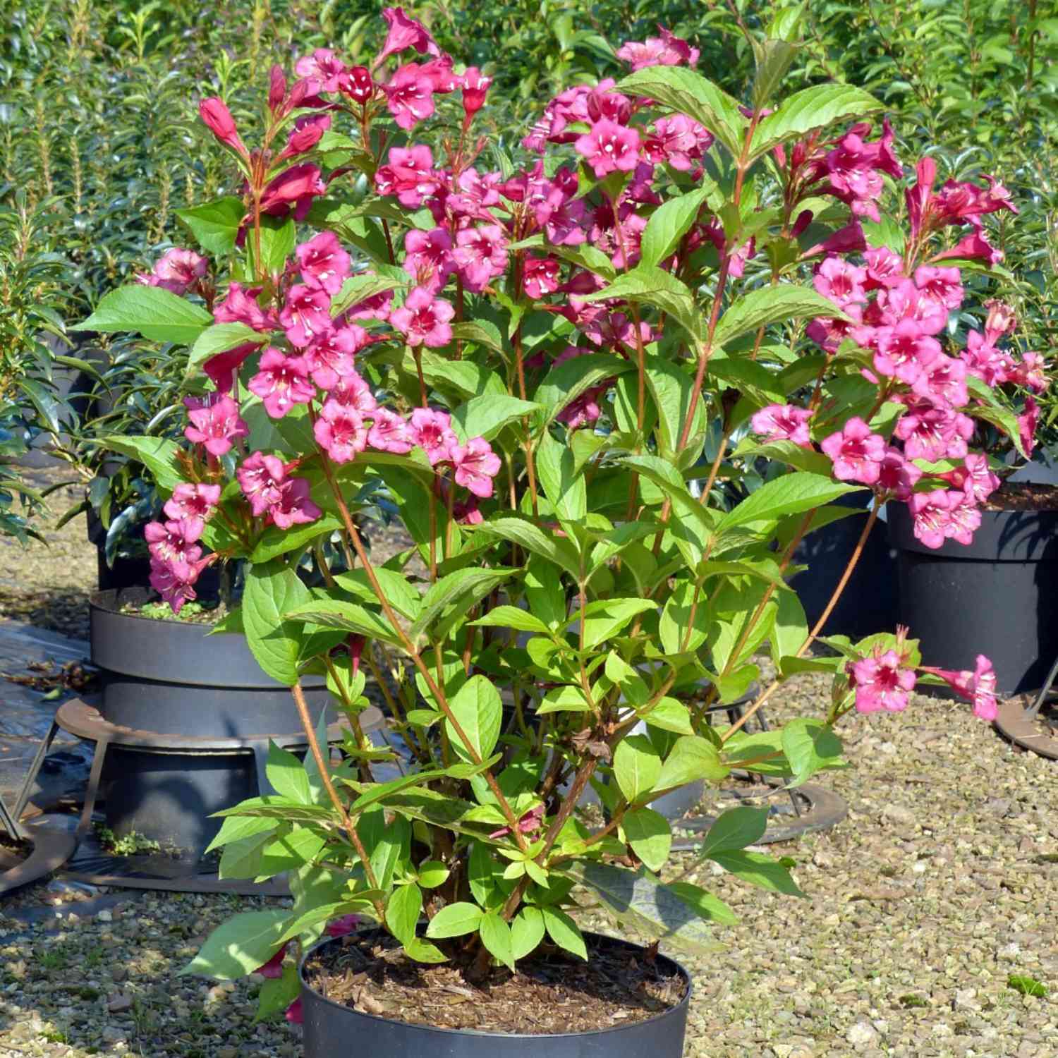 Weigelie 'Bristol Ruby'