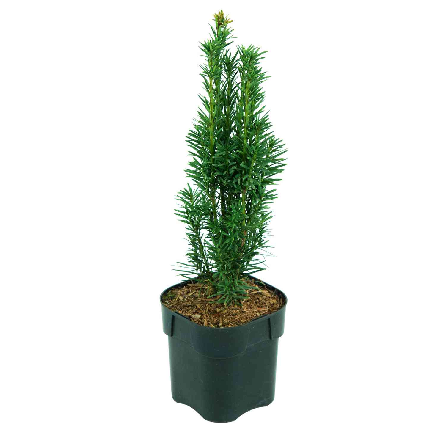 Säuleneibe 'Fastigiata Robusta'