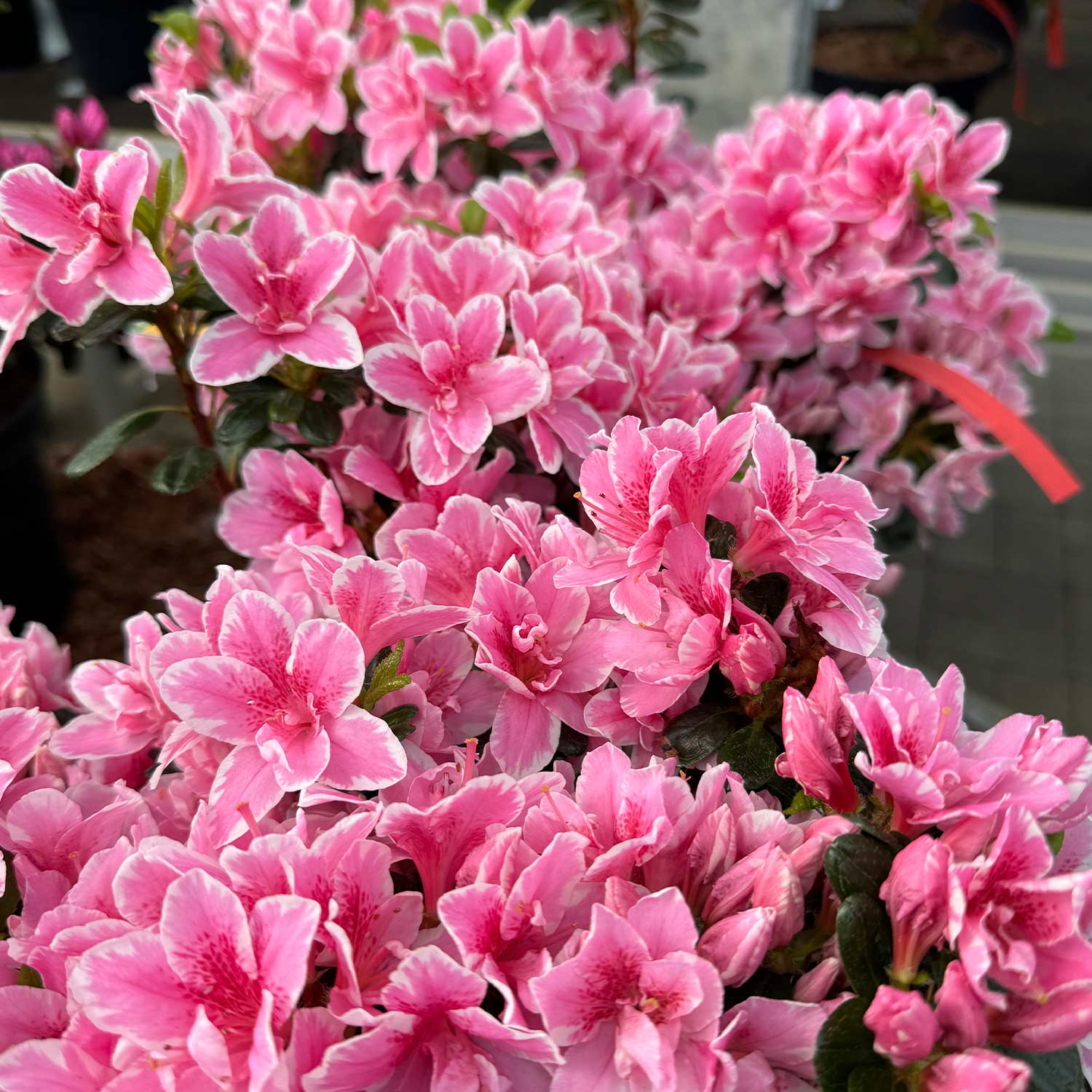 Japanische Azalee 'Kermesina Rosé'