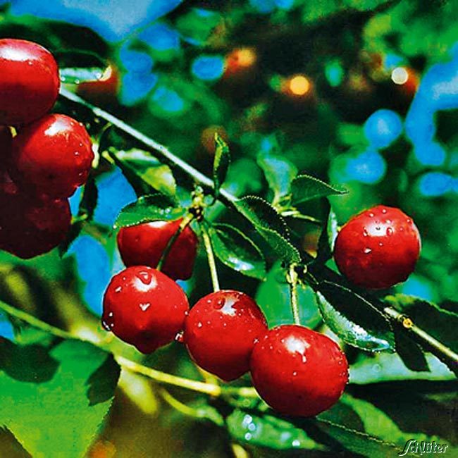 Sauerkirsche 'Karneol®' Liefergröße: extra starker Busch, 80 - 100 cm