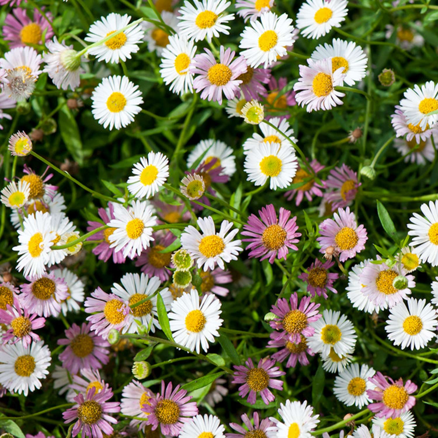 Spanisches Gänseblümchen Lieferform: Im 9 cm Topf