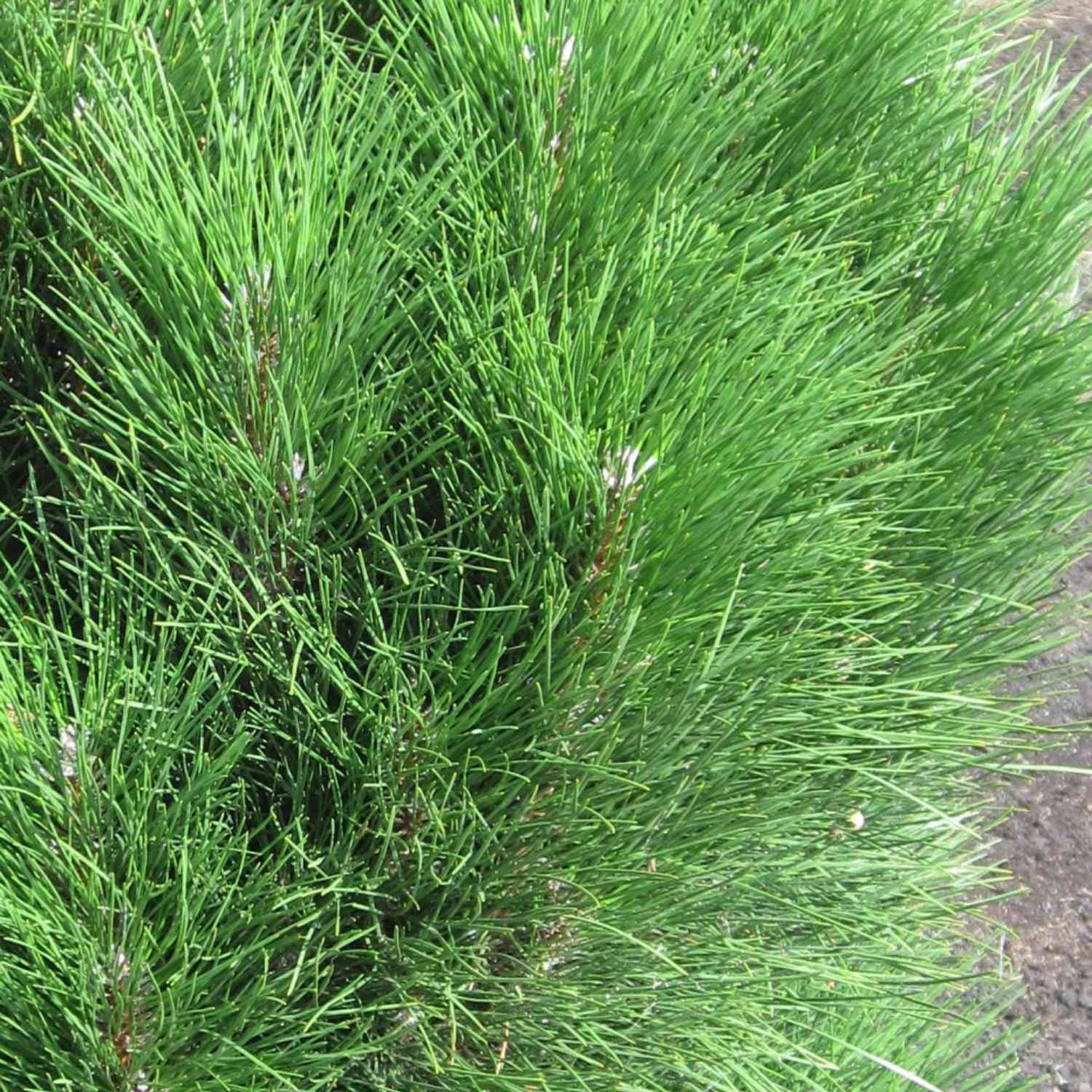 Säulenschwarzkiefer 'Green Tower' Säulenschwarzkiefer 'Green Tower'