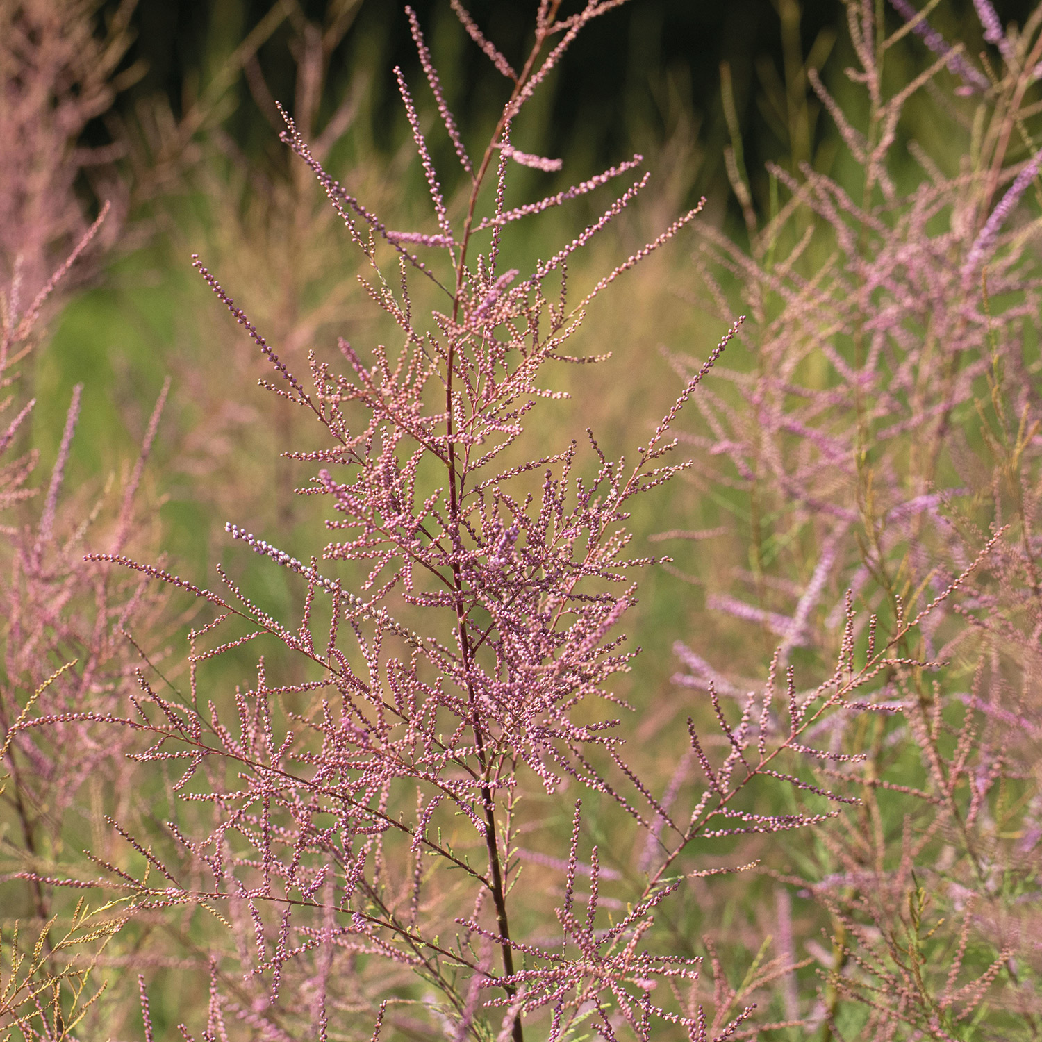 KaspischeTamariske 'Pink Cascade' Liefergröße: 60 - 80 cm