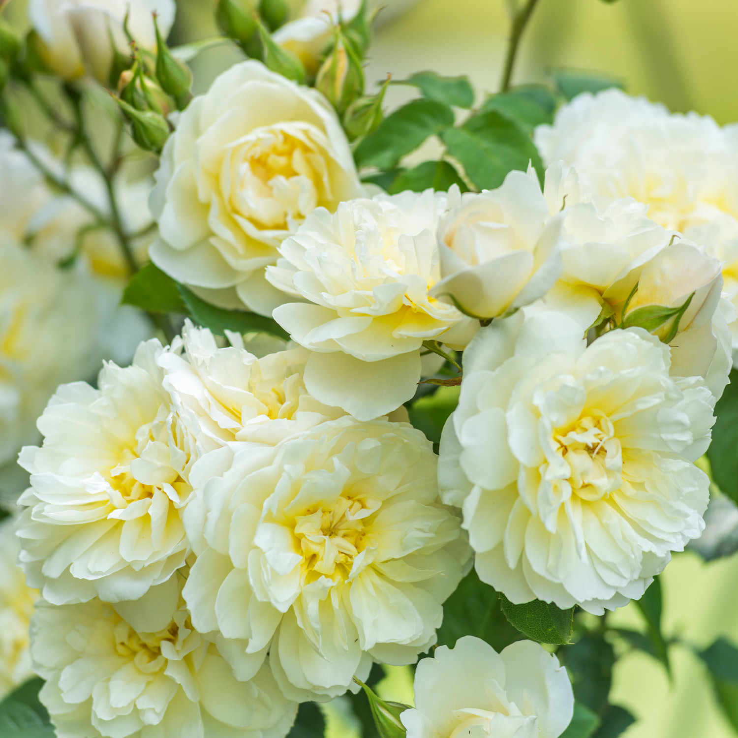 Englische Rose 'Imogen'