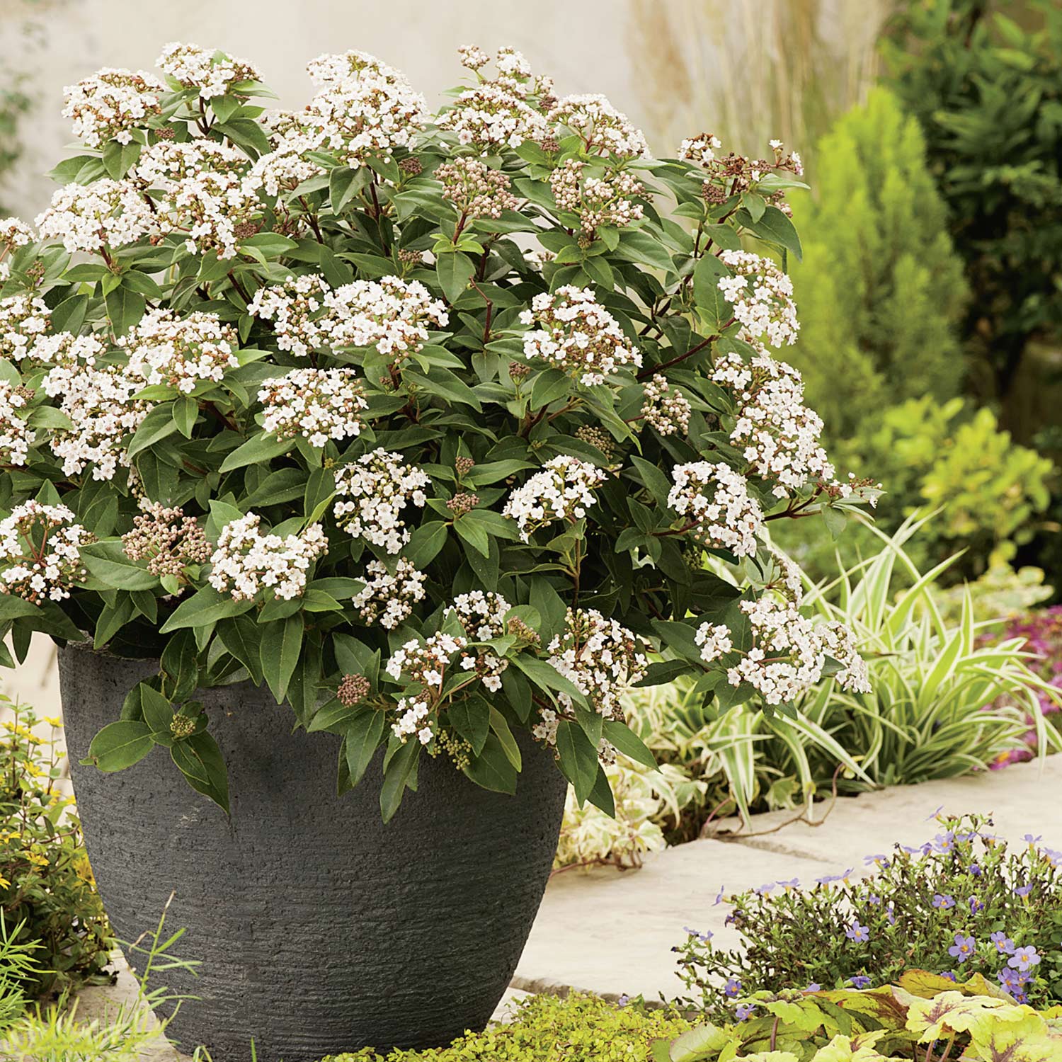 Lorbeer-Schneeball 'Eve Price', 3 Liter, 30 - 40 cm Liefergröße: 30 - 40 cm