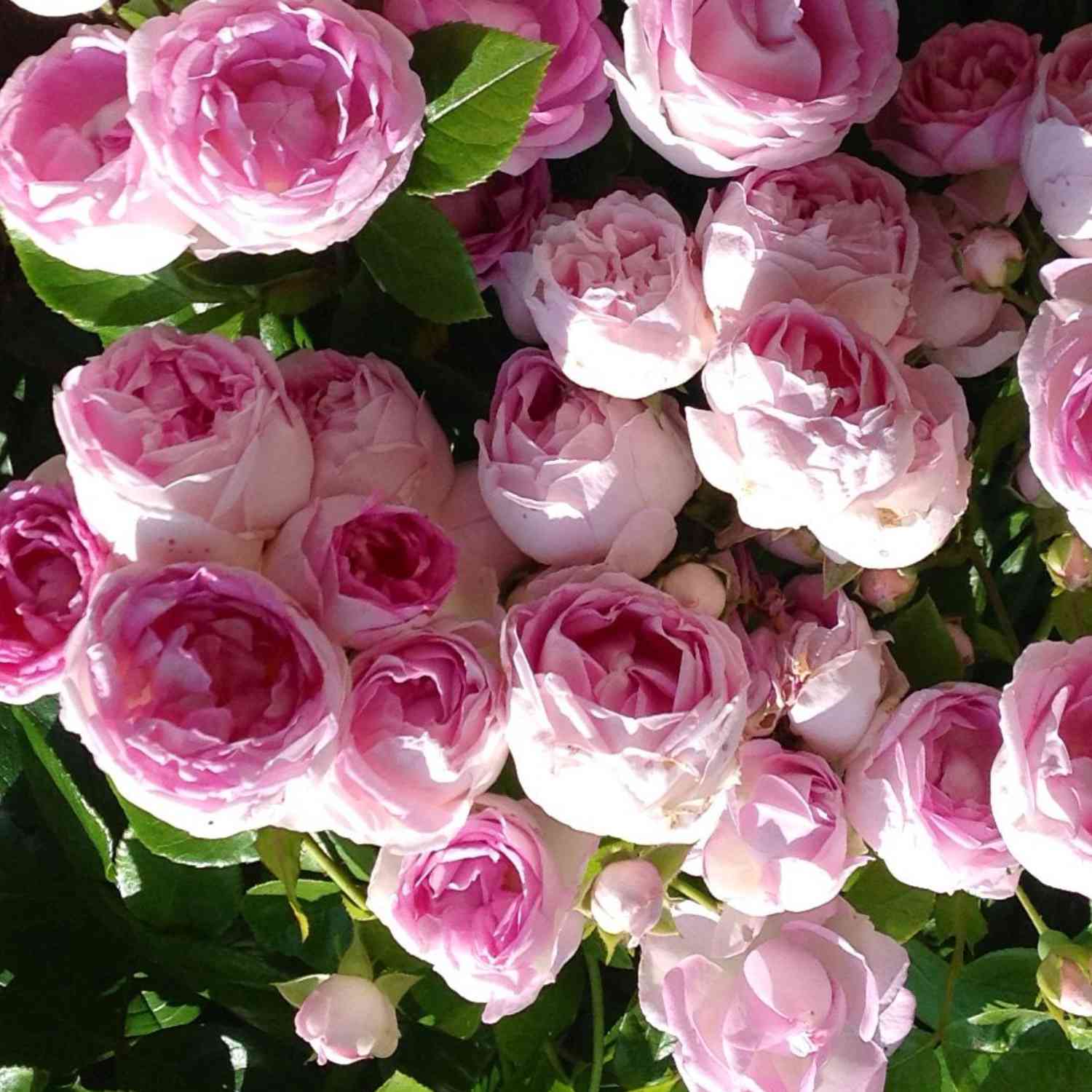 Nostalgische Kletterrose 'Jasmina®' - ADR-Rose Nostalgische Kletterrose 'Jasmina®' - ADR-Rose