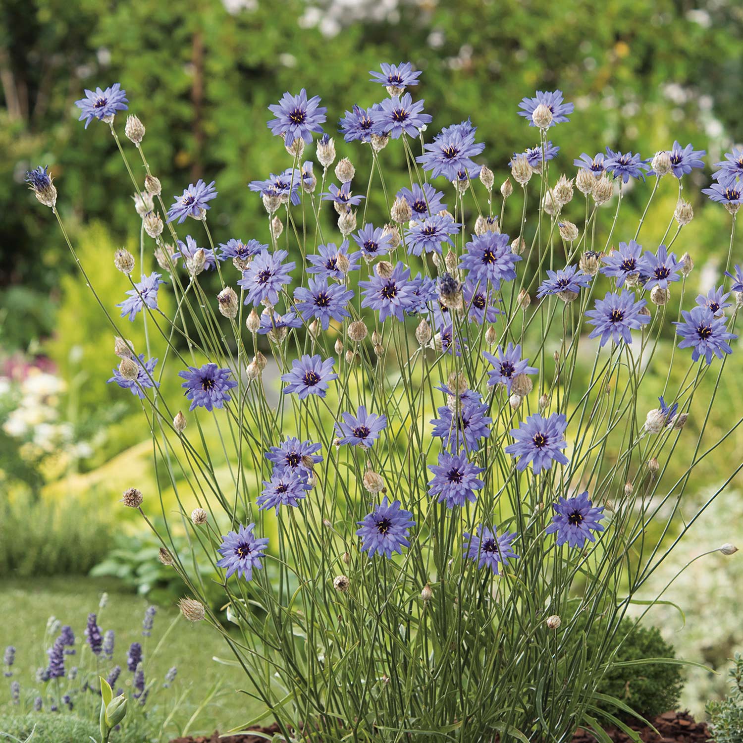 Kategorie <b>Stauden </b> - Blaublühende Rasselblume Lieferform: Im 9 cm Topf - Catananche caerulea