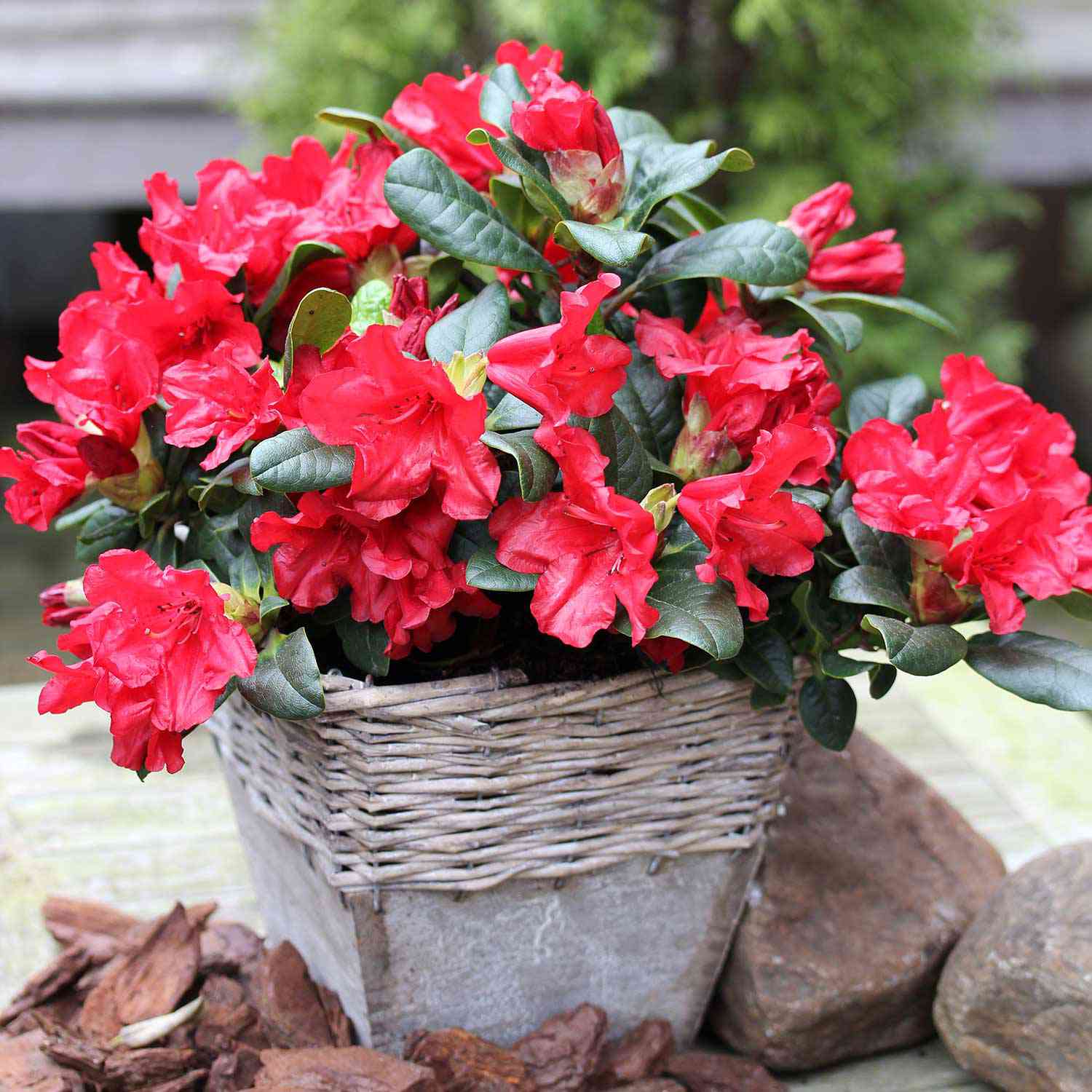 Wild-Rhododendron 'Scarlet Wonder' Wild-Rhododendron 'Scarlet Wonder'