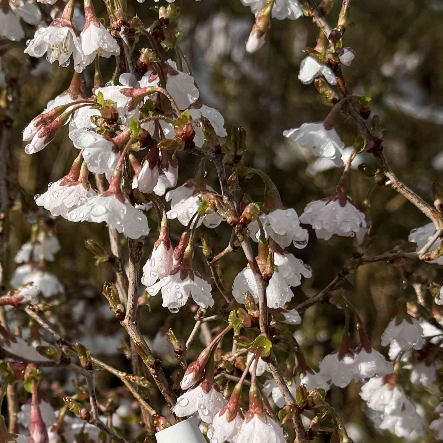 Geschlitzte Kirsche 'Kojou-no-mai'