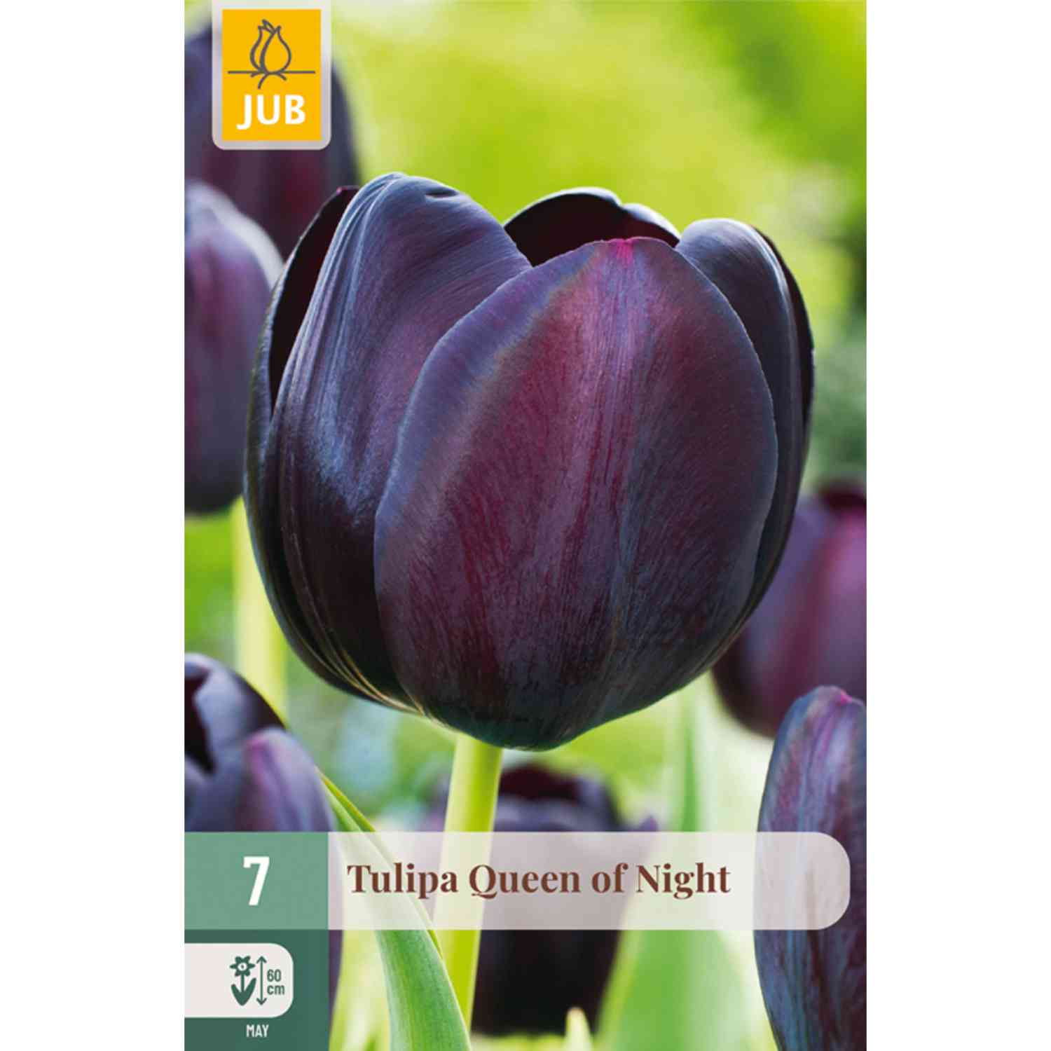 Einfache späte Tulpe 'Queen of Night' - 7 Stück