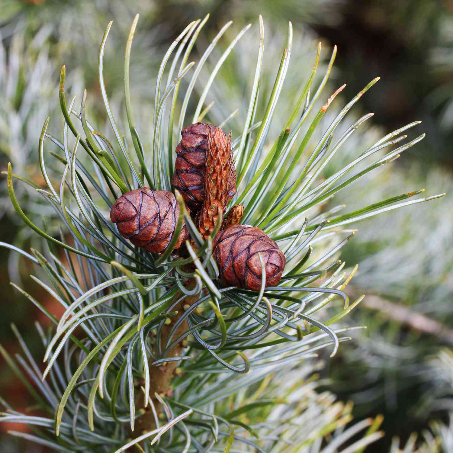 Kategorie <b>Produkt ohne Kategoriezuordnung </b> - Japanische Zwergmädchenkiefer 'Negishi' C2 25 - 30 cm Liefergröße: 25 - 30 cm - Pinus parvifolia 'Negishi'