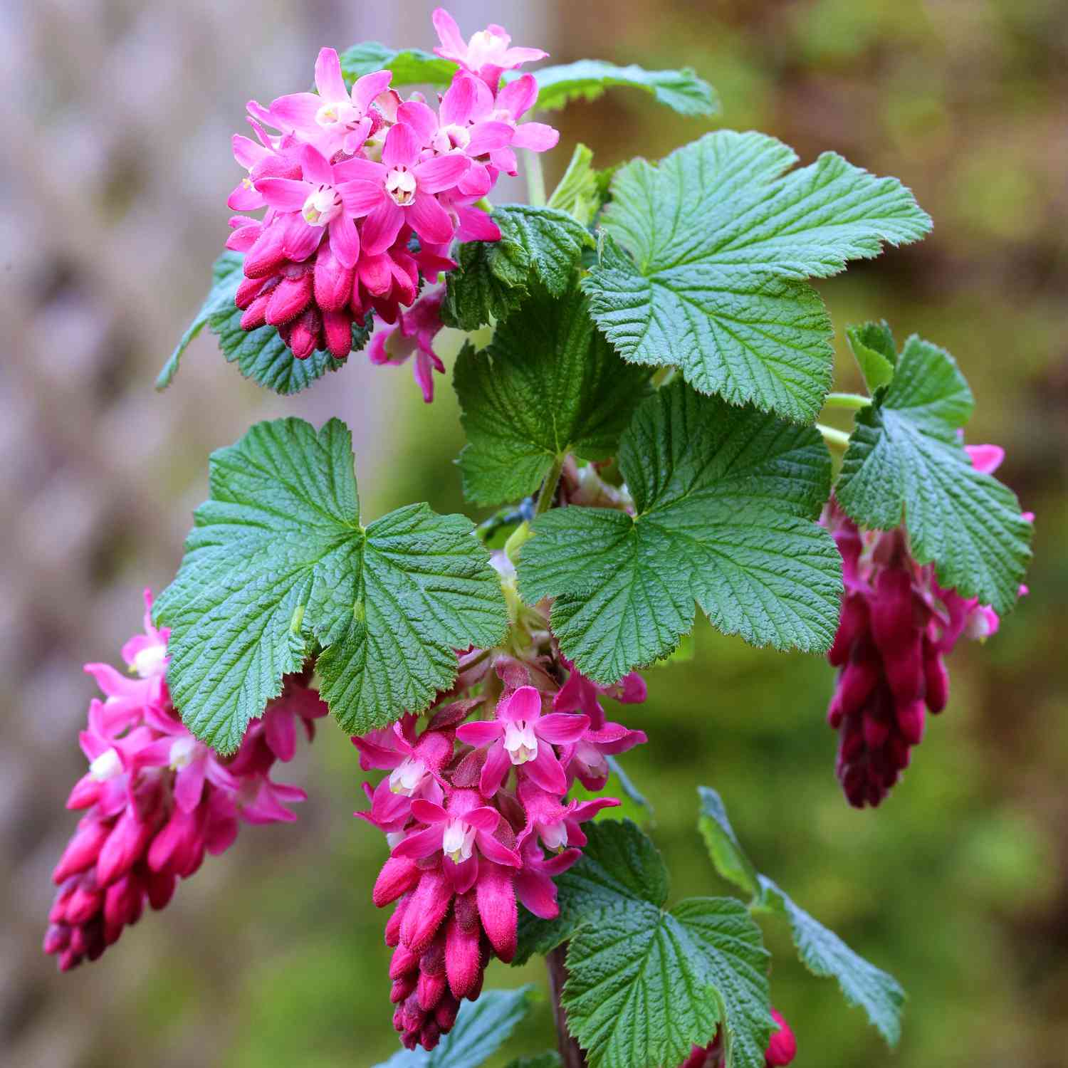 Blutjohannisbeere 'King Edward VII'