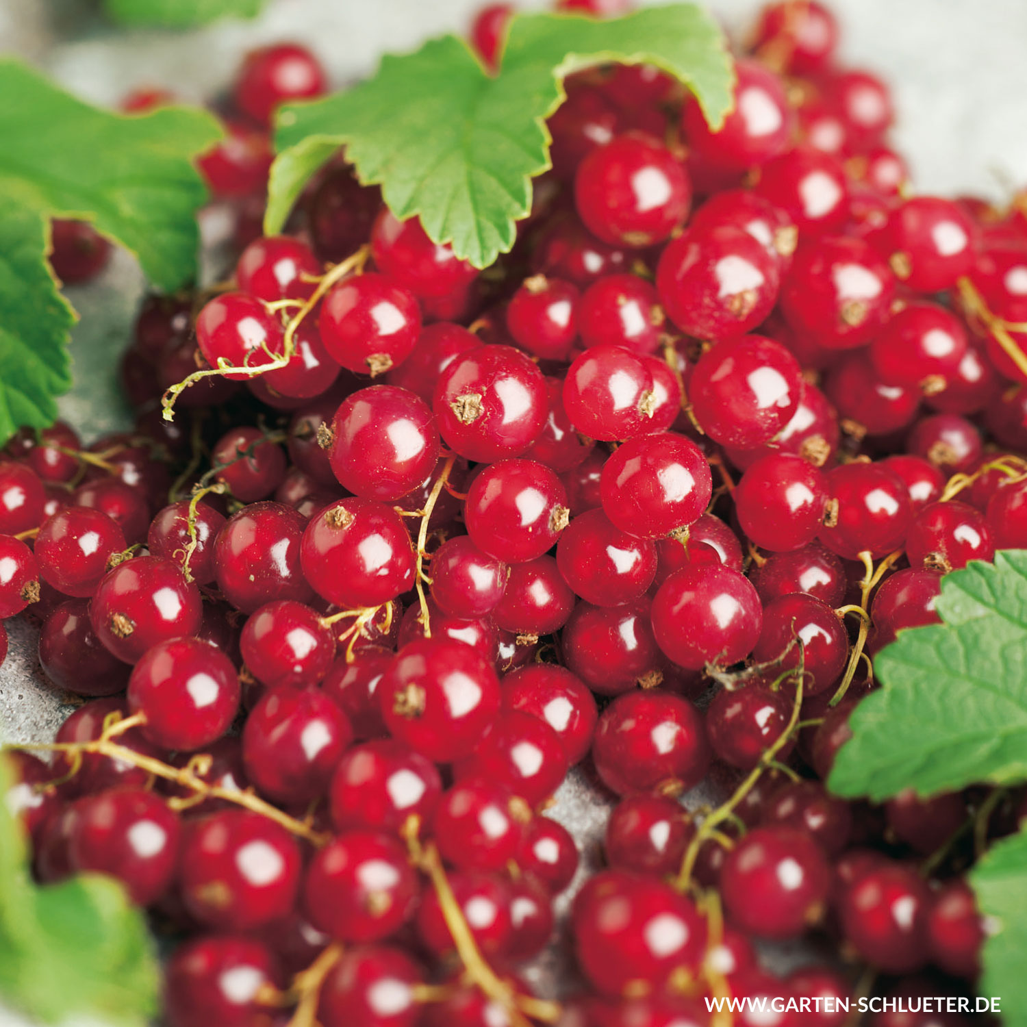 Rote Johannisbeere 'Rovada®'