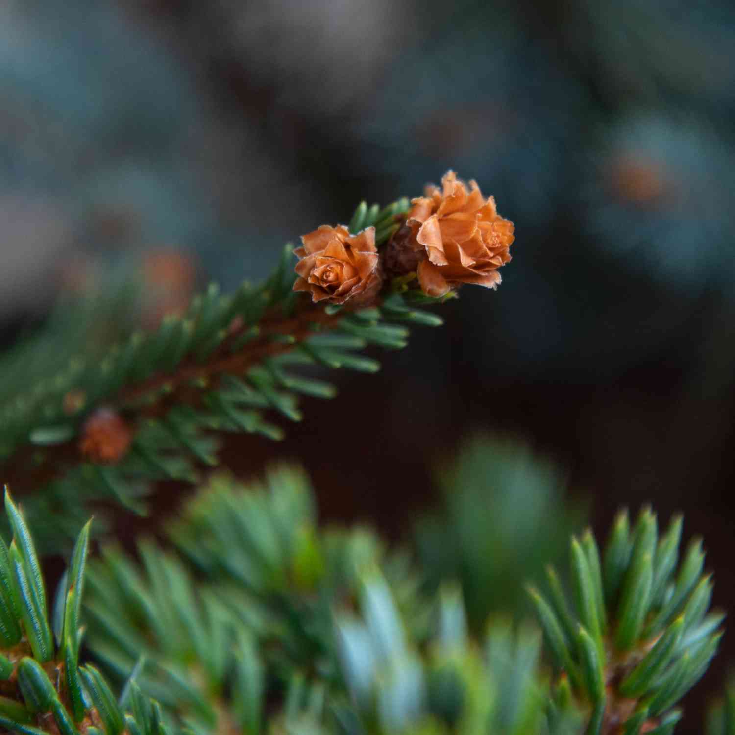 Zapfenfichte 'Acrocona'