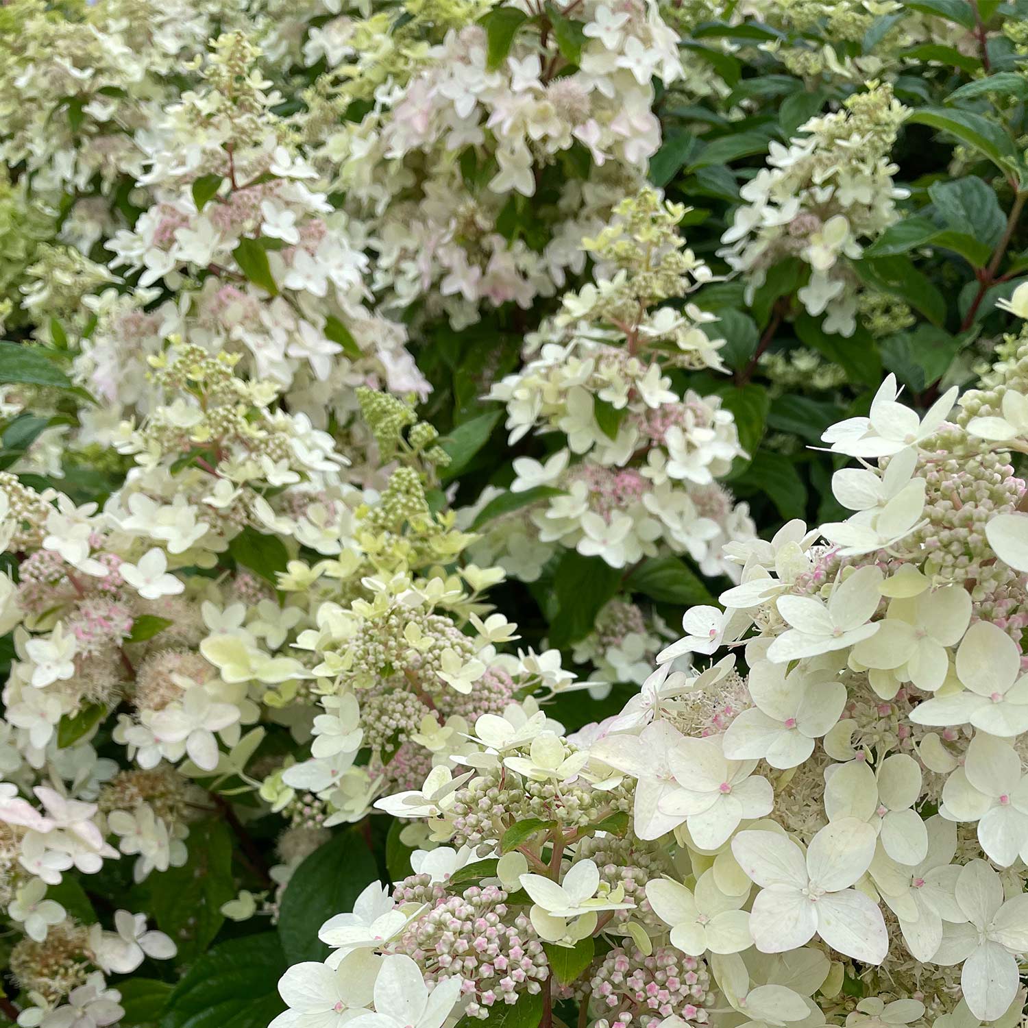 Rispenhortensie 'Confetti' - 5 Liter, 80 - 100 cm Liefergröße: 80 - 100 cm