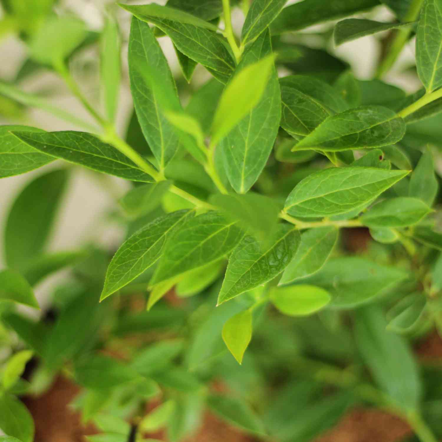 Heidelbeere 'Pink Lemonade®'