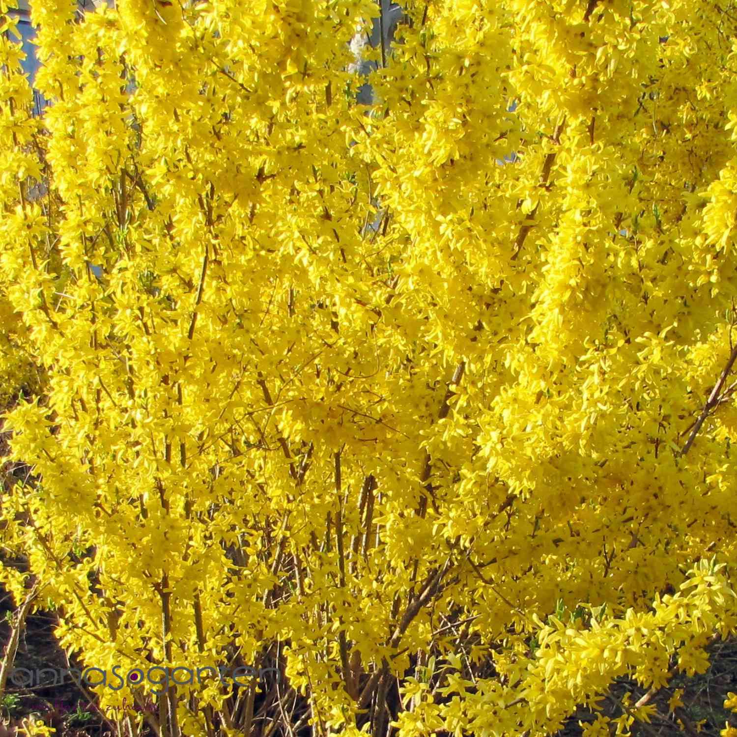 Goldglöckchen/Forsythie 'Lynwood Gold' Goldglöckchen/Forsythie 'Lynwood Gold'