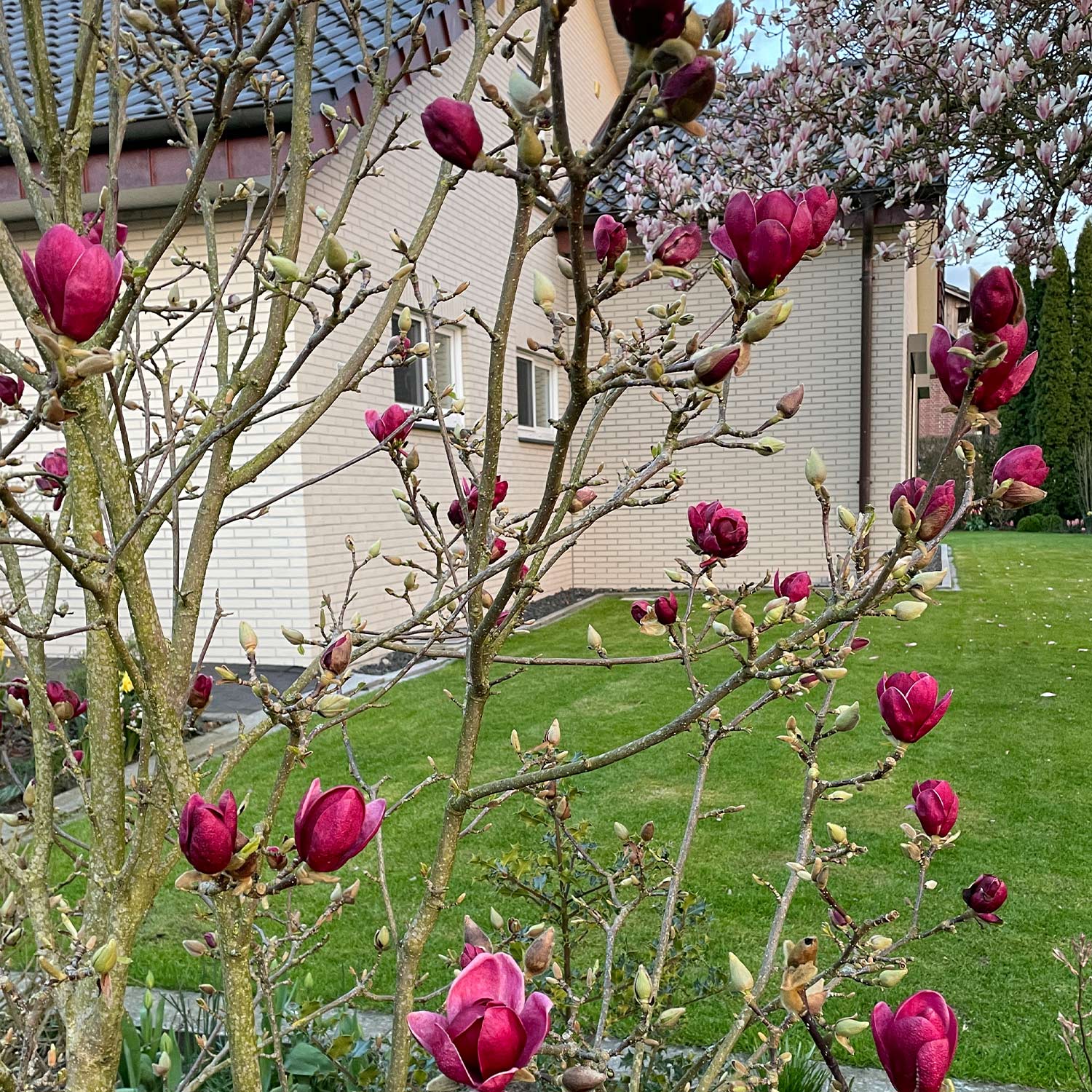 Magnolie 'Genie®'