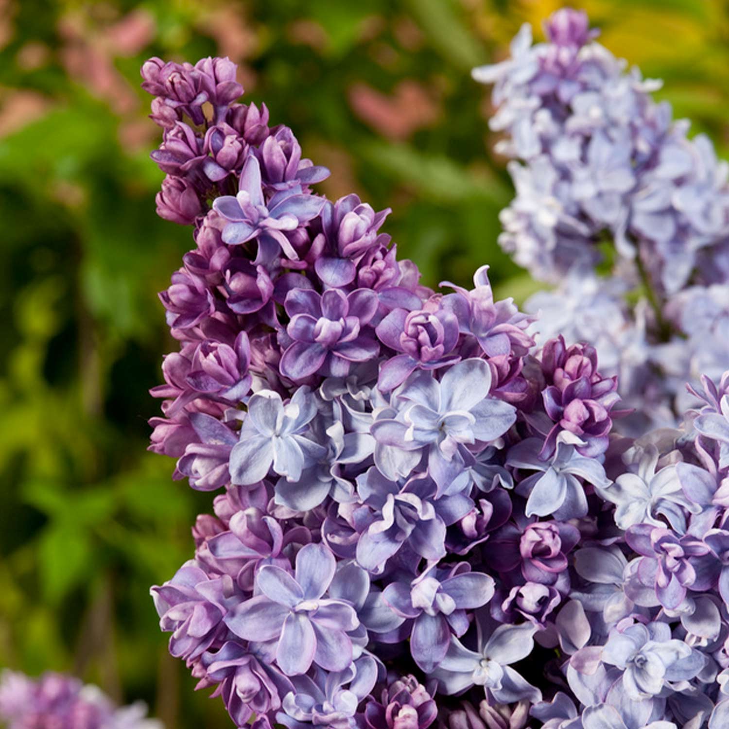 Kategorie <b>Produkt ohne Kategoriezuordnung </b> - Edelflieder 'Nadezhda®' Liefergröße: 40 - 60 cm - Syringa vulgaris