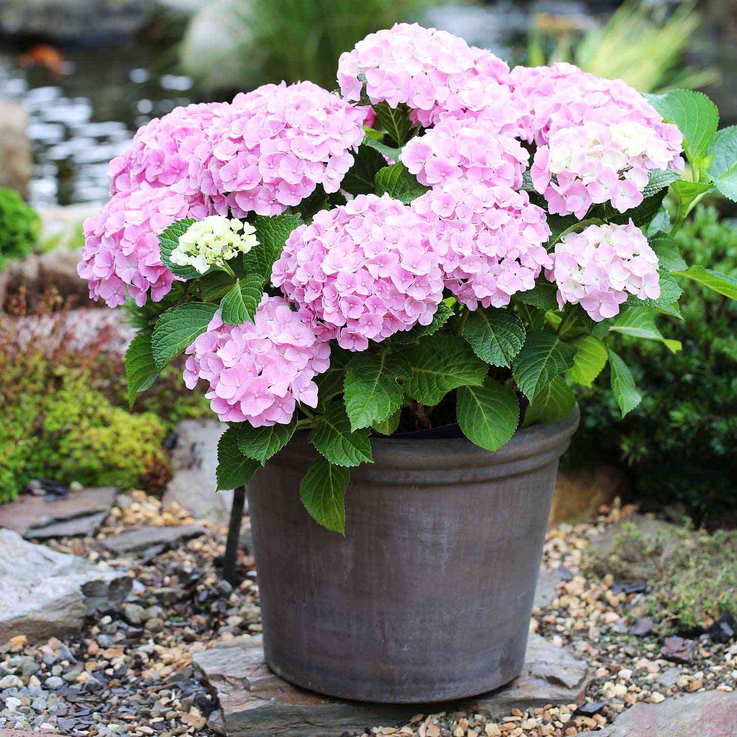 Ballhortensie 'Forever & Ever® Pink'