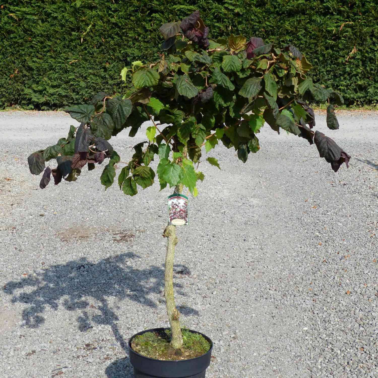 Rote Korkenzieherhaselnuss 'Red Majestic' Rote Korkenzieherhaselnuss 'Red Majestic'