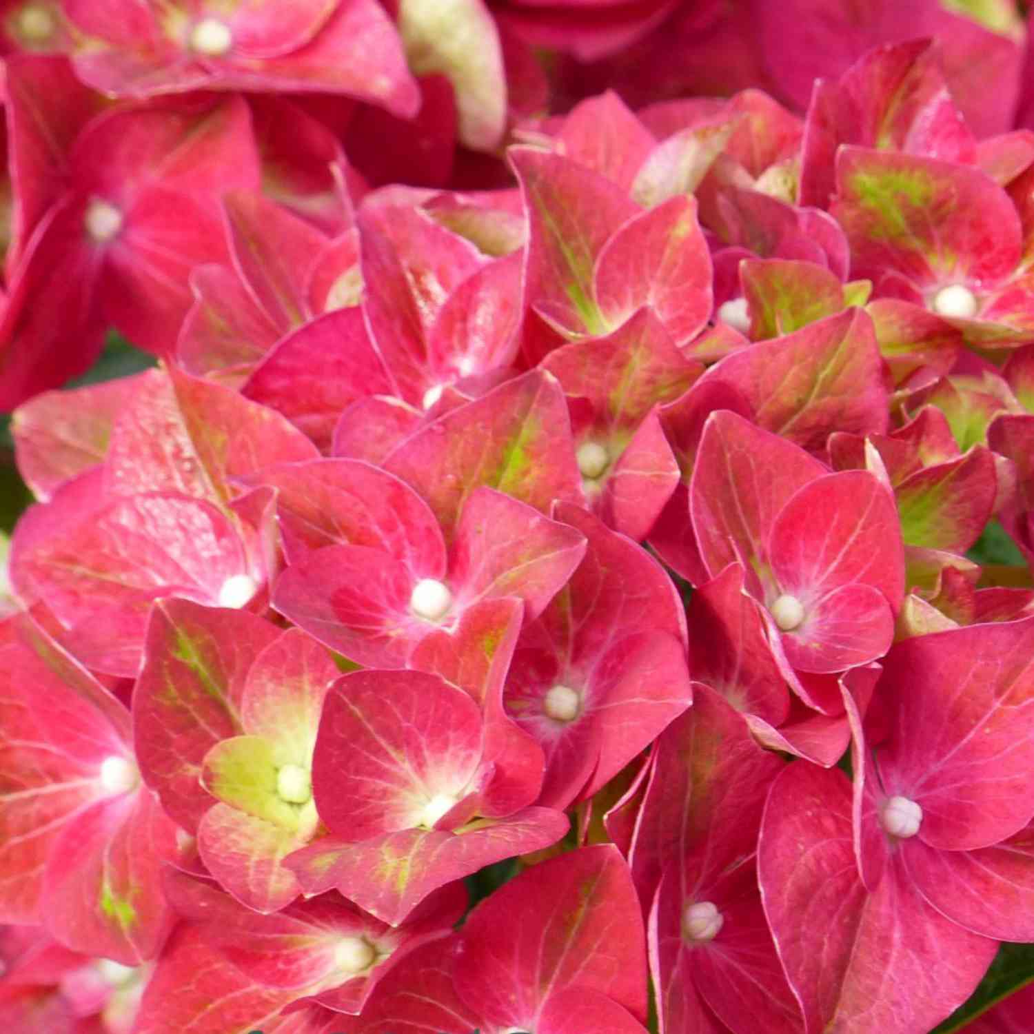 Gartenhortensie 'Green Shadow®'