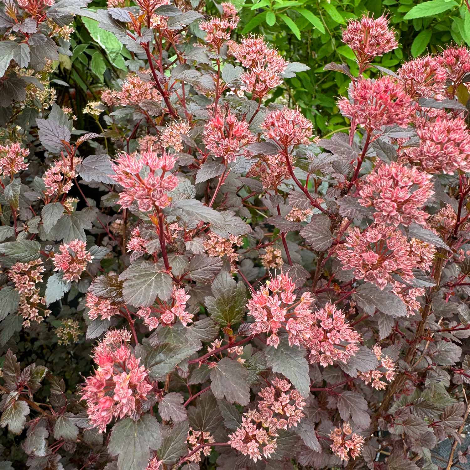 Fasanenspiere 'Little Joker®'