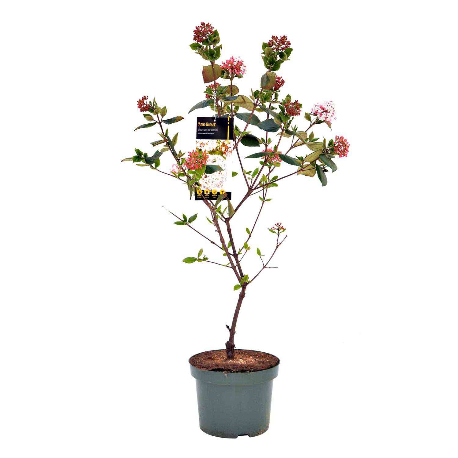 Osterschneeball 'Anne Russell'