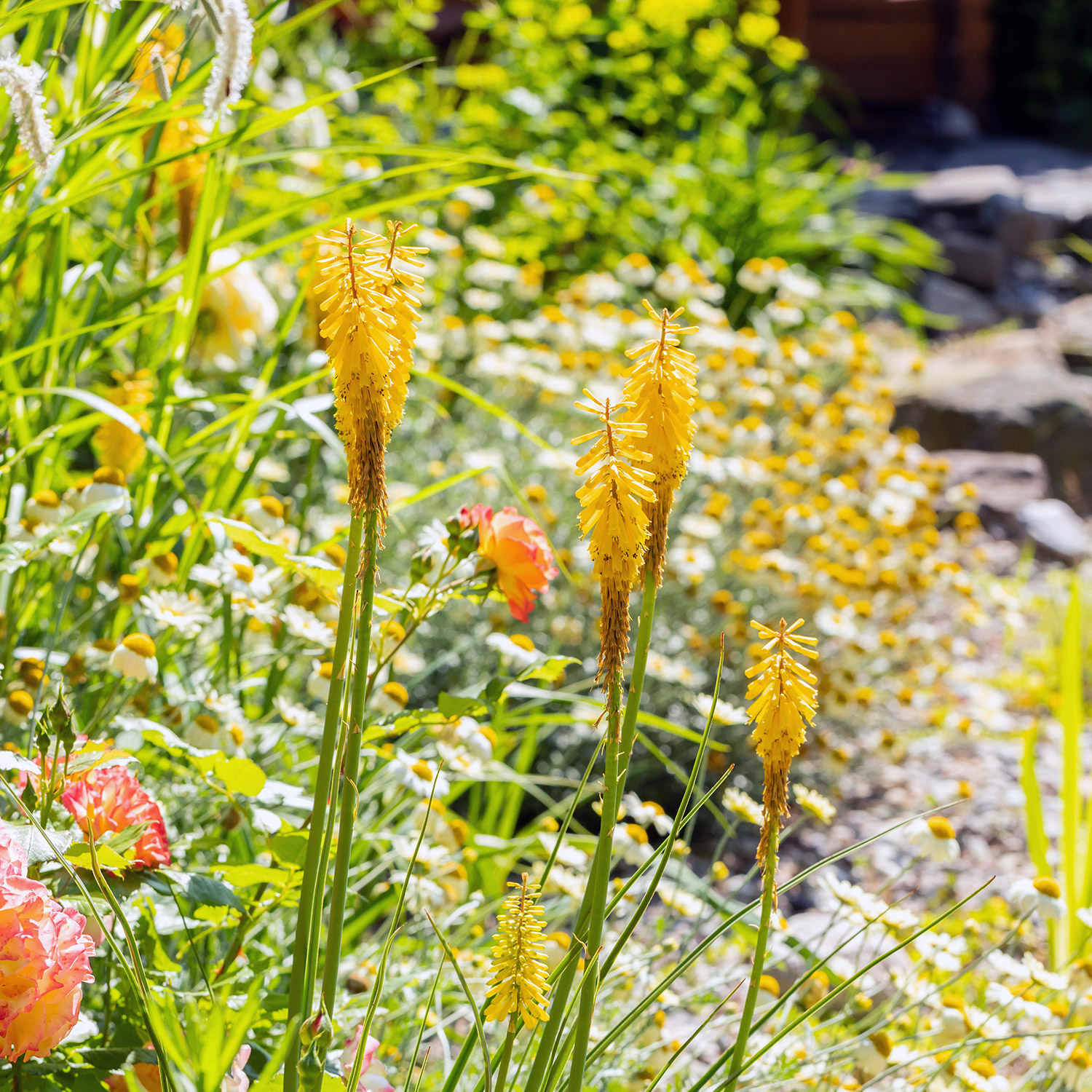 Kategorie <b>Stauden </b> - Fackellilie 'Flamenco' Lieferform: Im 1 Liter Topf - Kniphofia uvaria 'Flamenco'