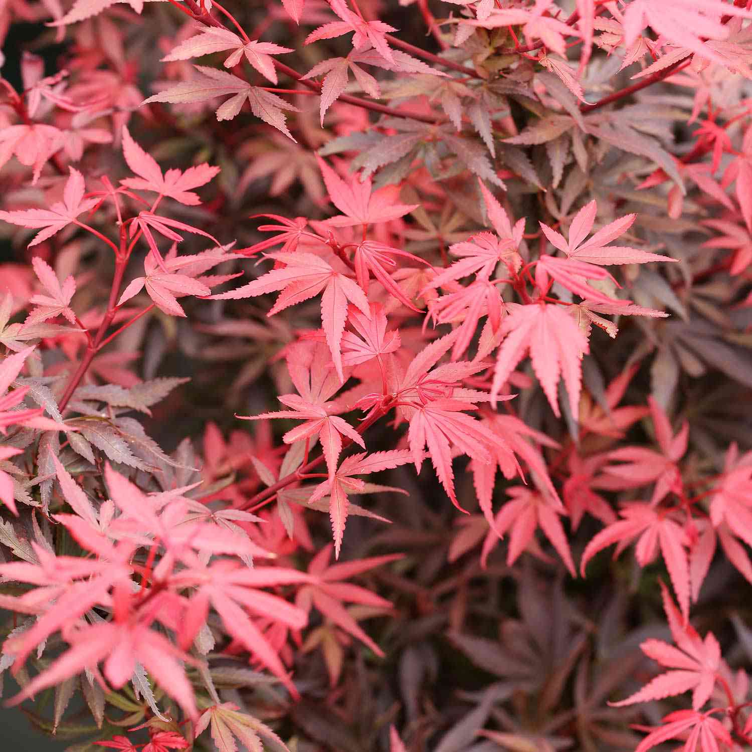 Roter Zwergahorn 'Shaina' Roter Zwergahorn 'Shaina'